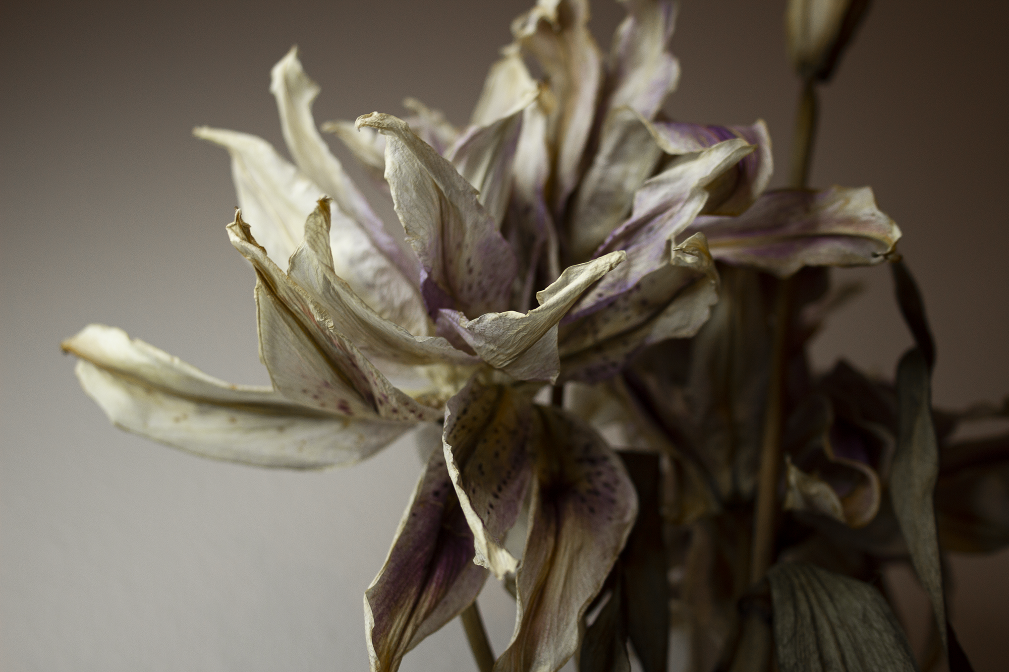 lilies .png