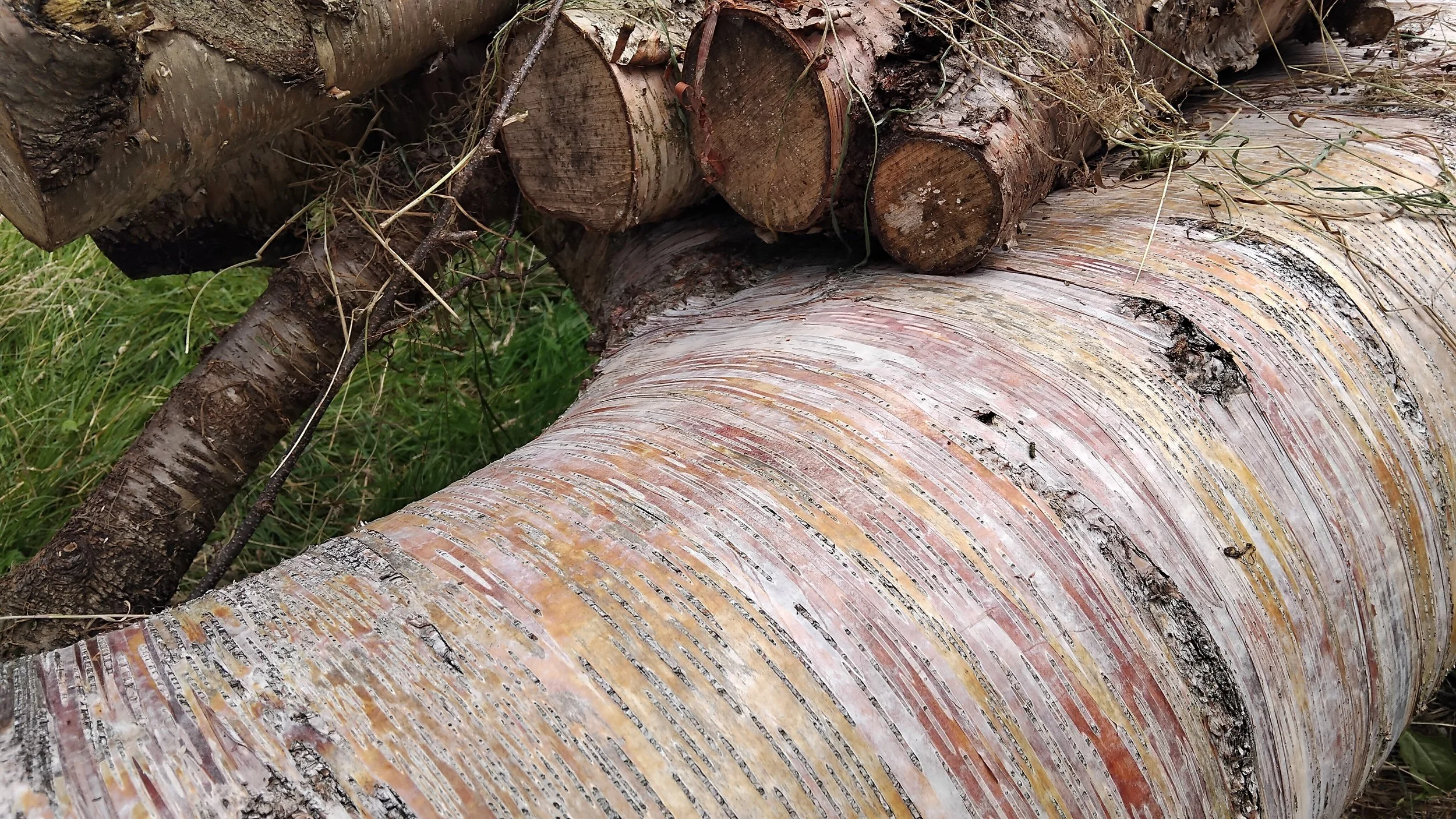 A fallen birch tree showing the pink and brown striped bark
