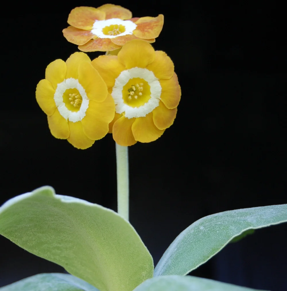croppedWGaricula2.JPG