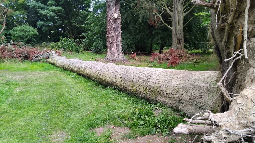 Big pine tree down.jpg