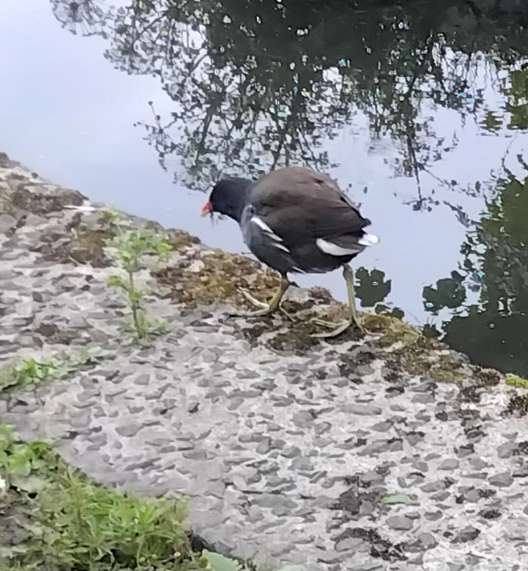 Moorhen.jpg