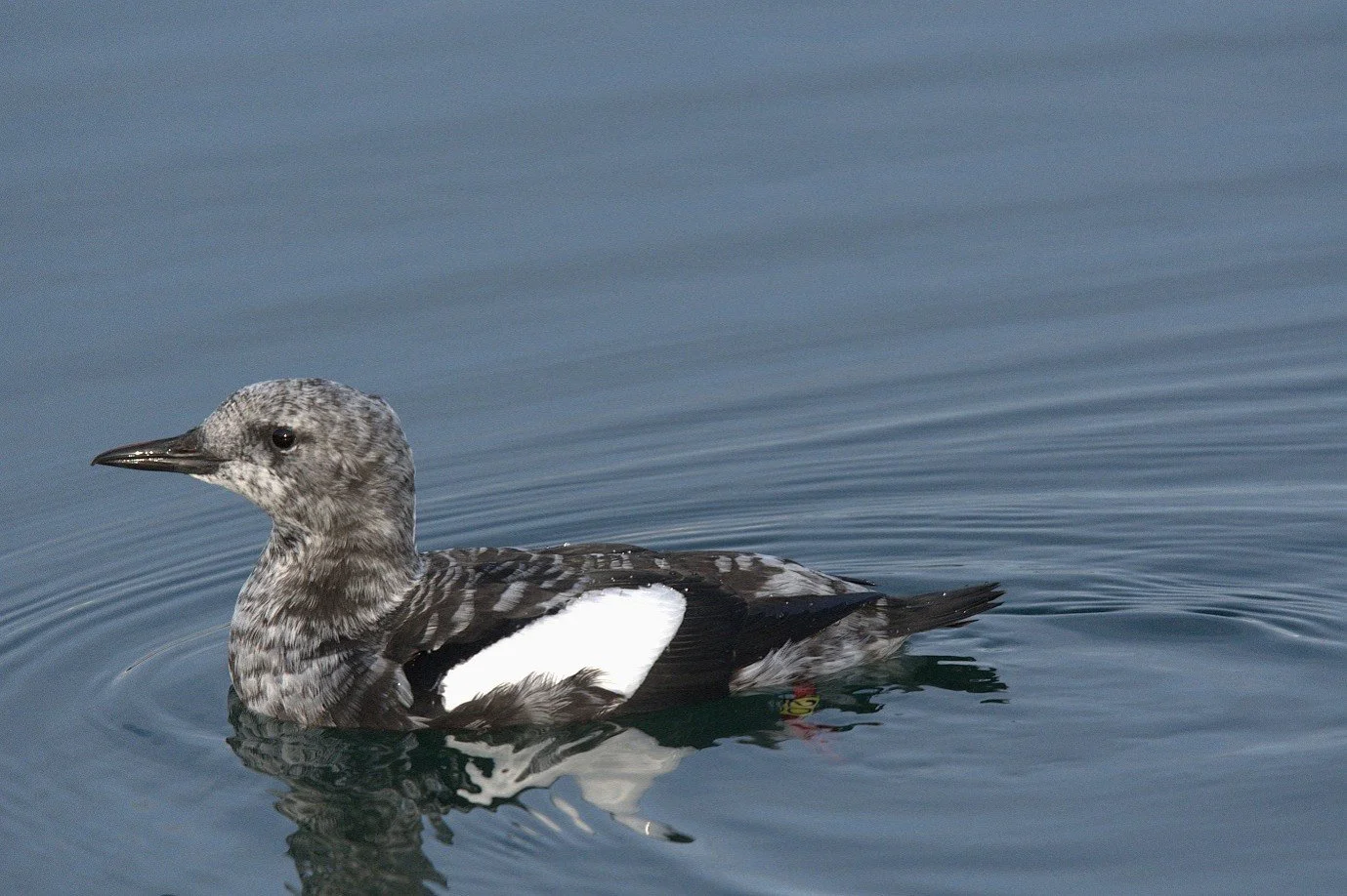 TY winter plumage marina 20.jpg