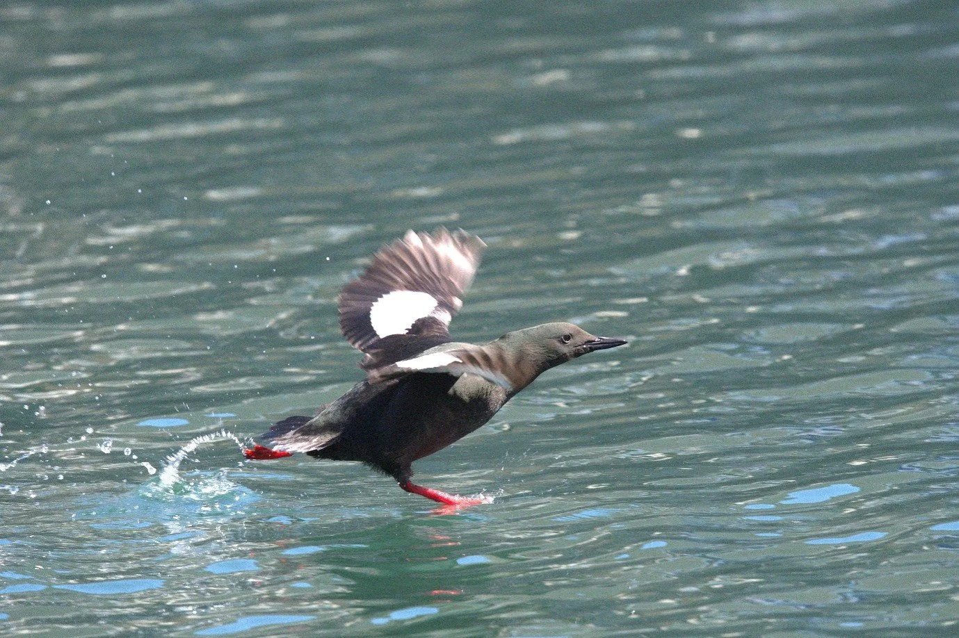 TY water skating.jpg