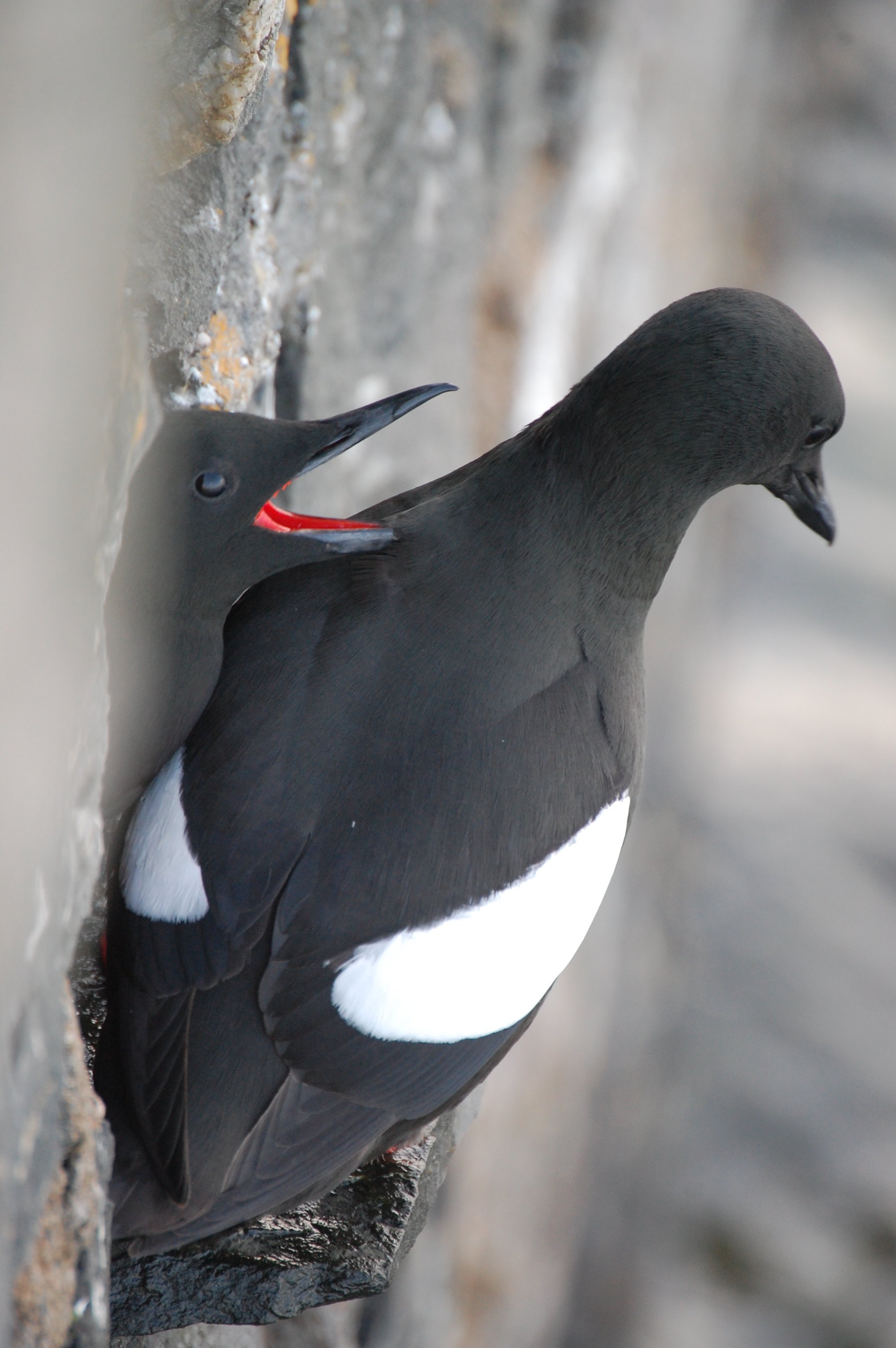 Black and white and loved all over…