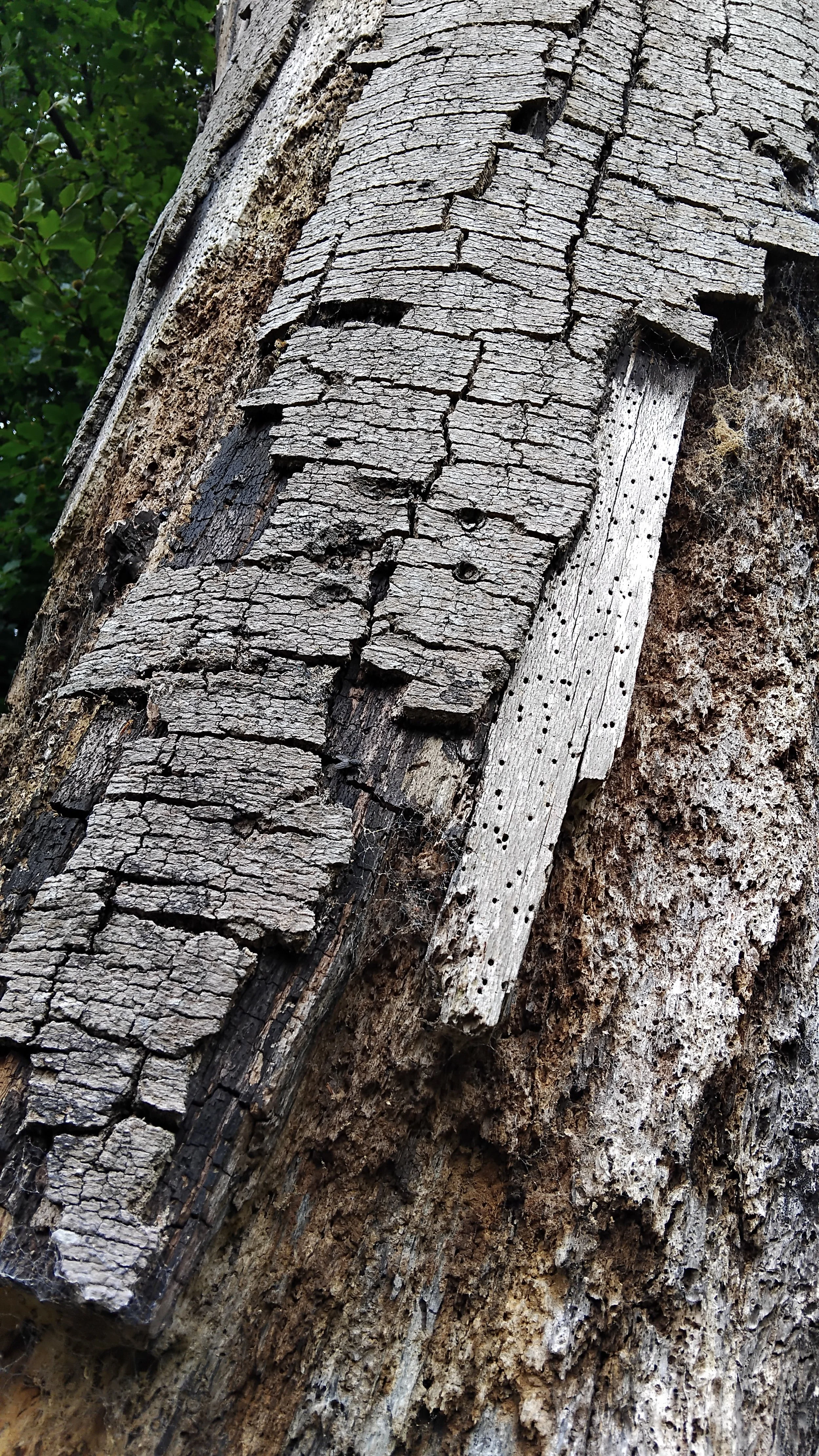 Close up of bark on a dead tree monolith showing insect holes