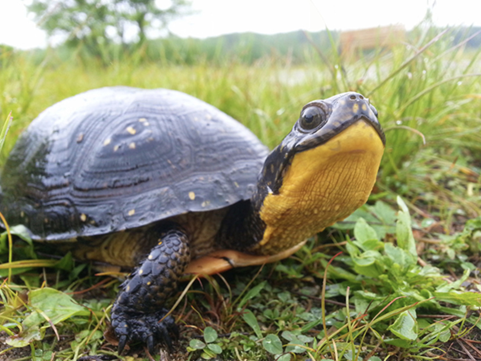 Clay Sculpture - St. Croix River Turtles