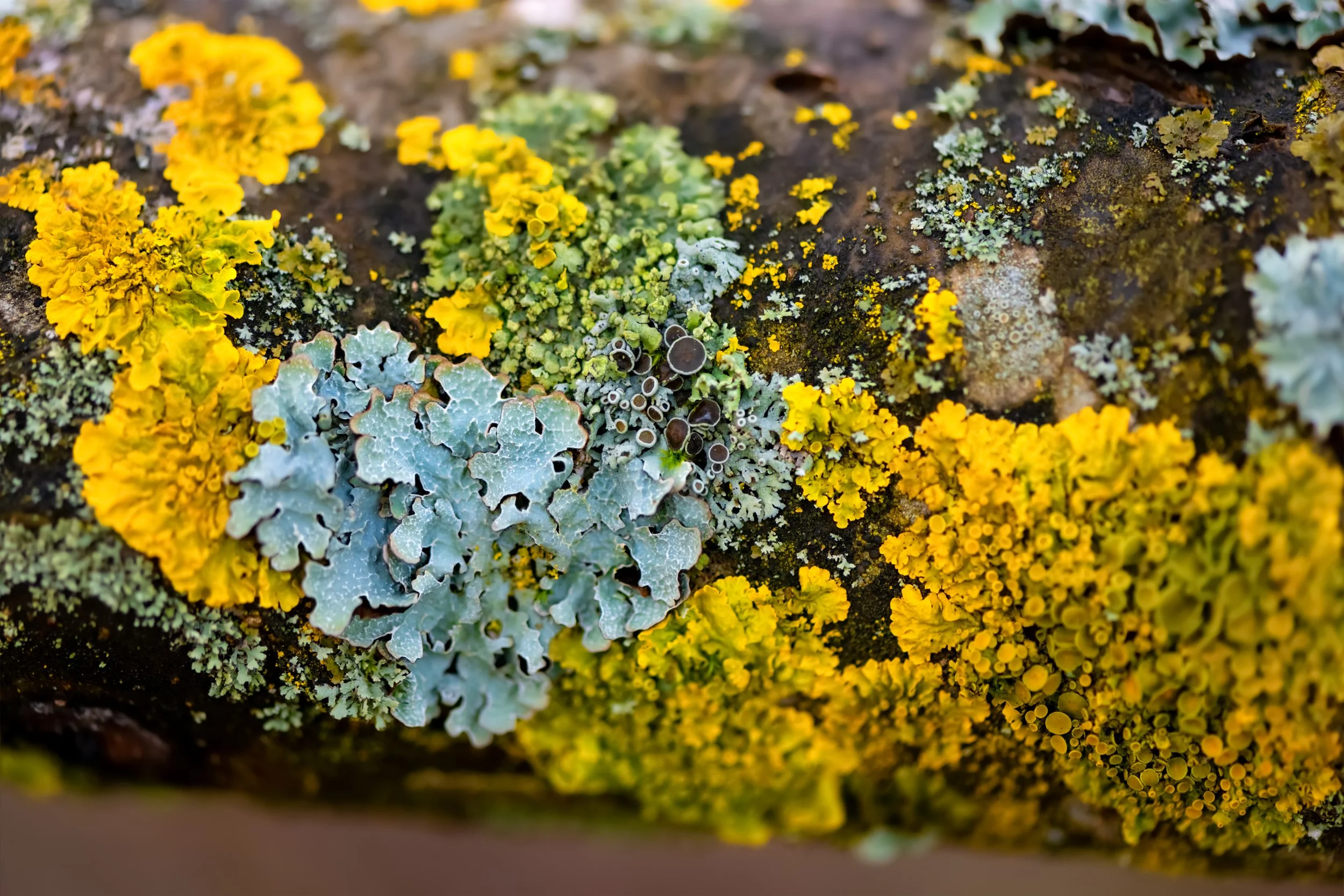 “The Ecology of seeing” at the University of St. Thomas Sustainability Arts Gallery