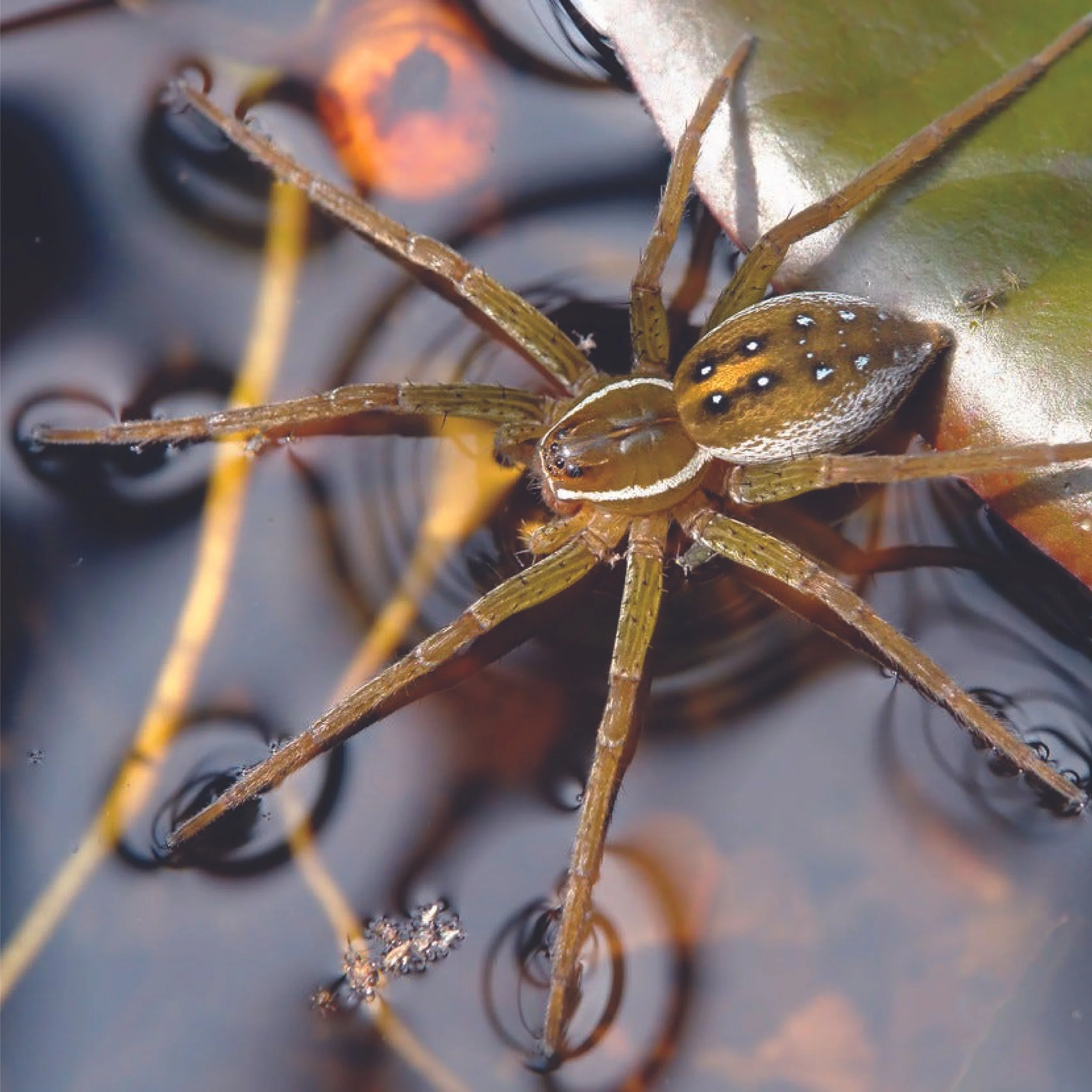 Field Notes: St. Croix River Ecology 