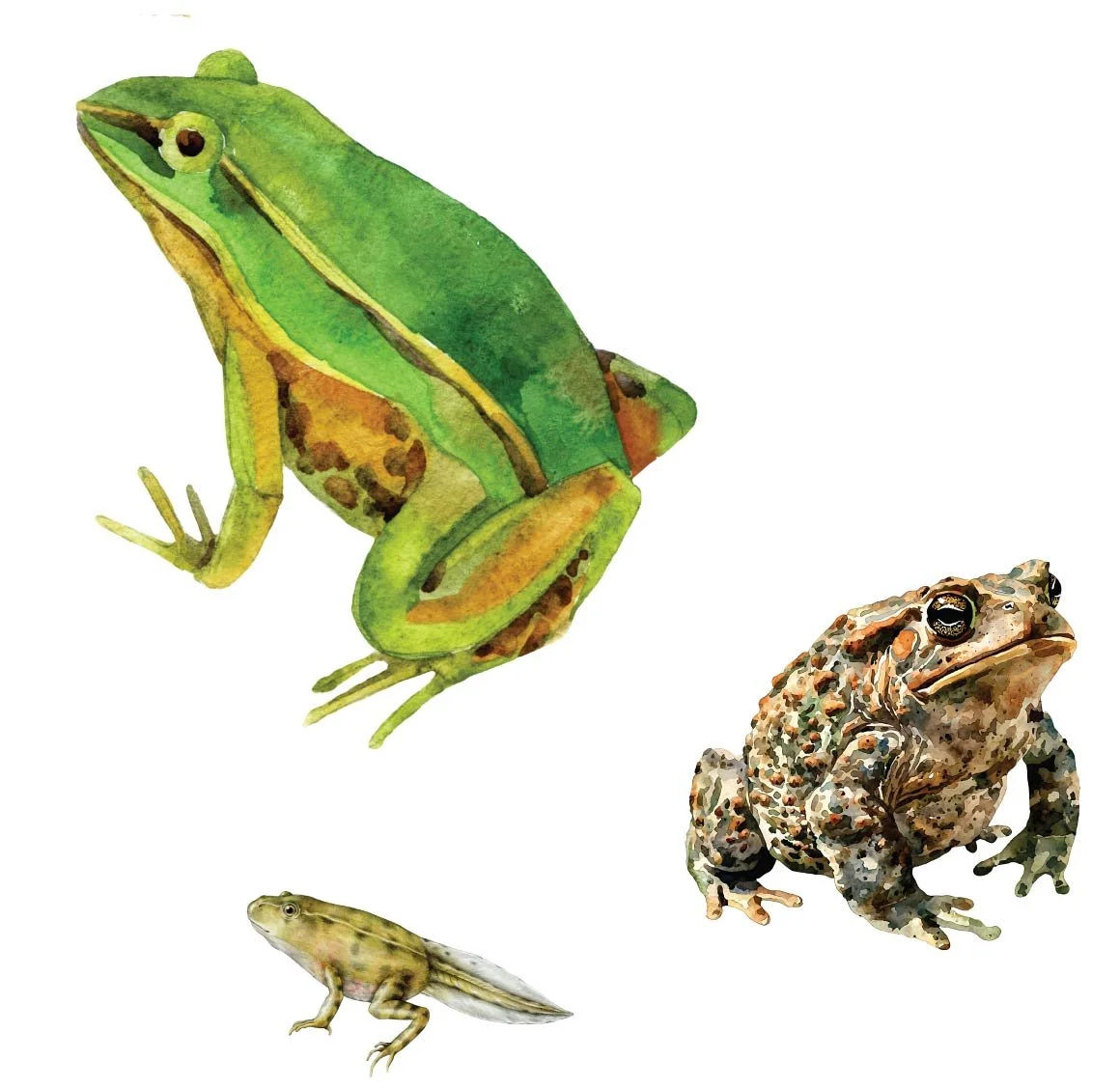 Frogs, Toads &amp; Polliwogs