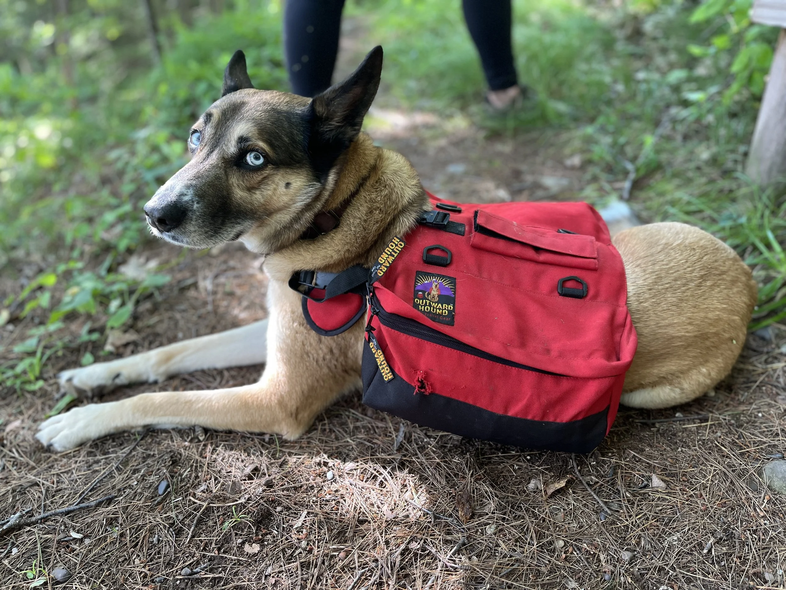 German Shepherd Husky wearing backpack
