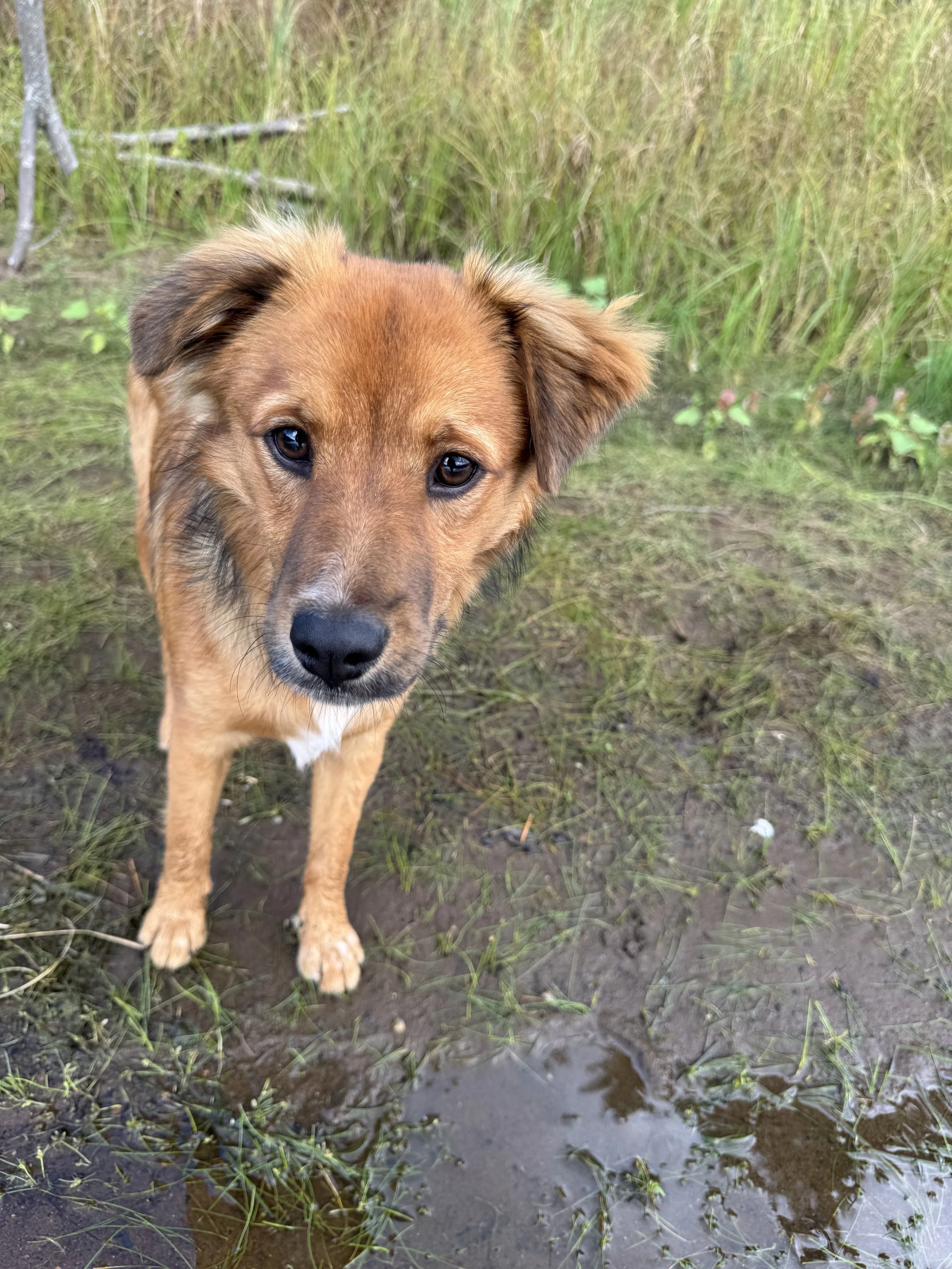 Small cute dog on the bank of a river