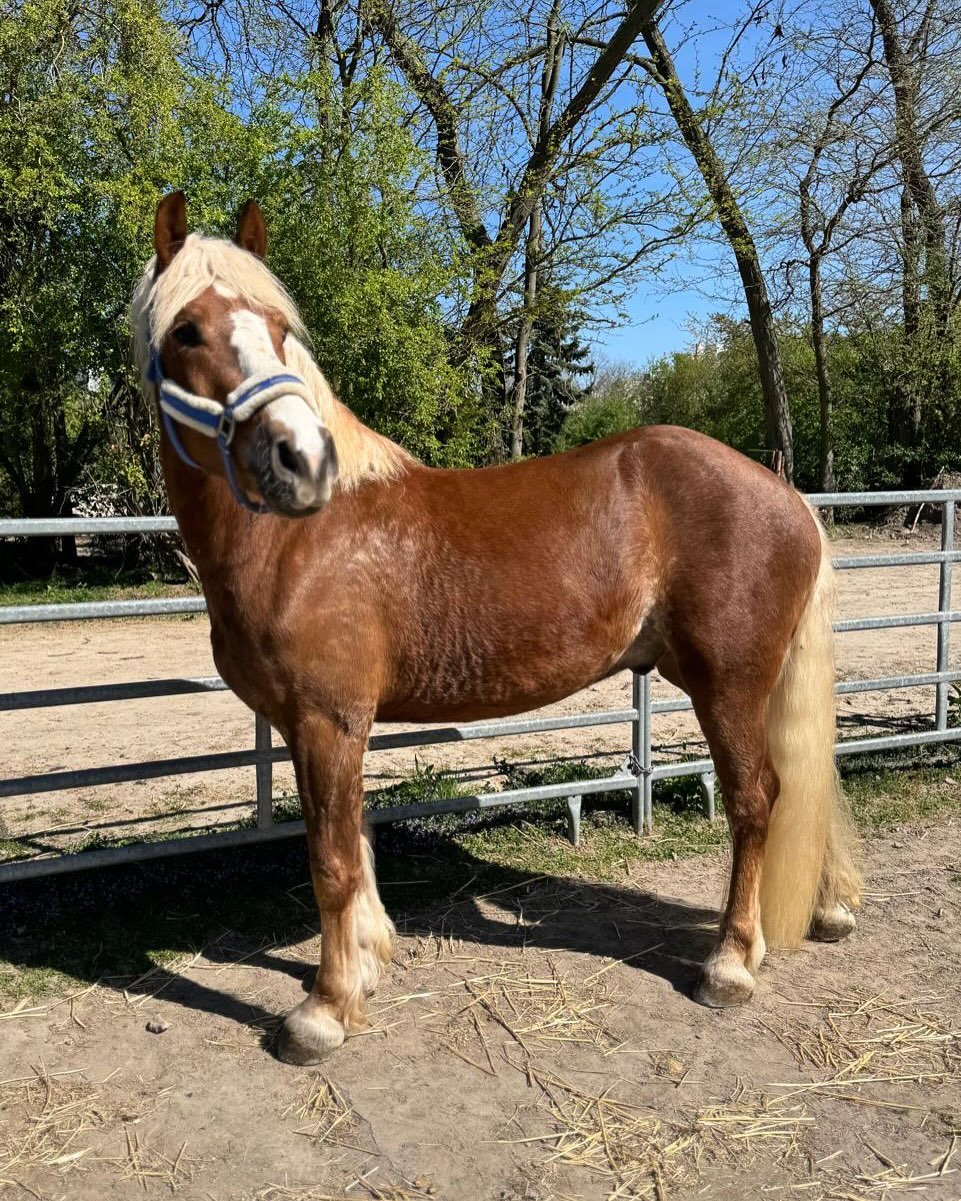 Herzlich willkommen Dario!
Gestern zog der 4-j&auml;hrige Schwarzw&auml;lder Fuchs Dario bei uns ein. Der Wallach darf in den n&auml;chsten Tagen erstmal bei uns ankommen und anschlie&szlig;end besucht er die Therapiepferde-Schule. Zun&auml;chst wird