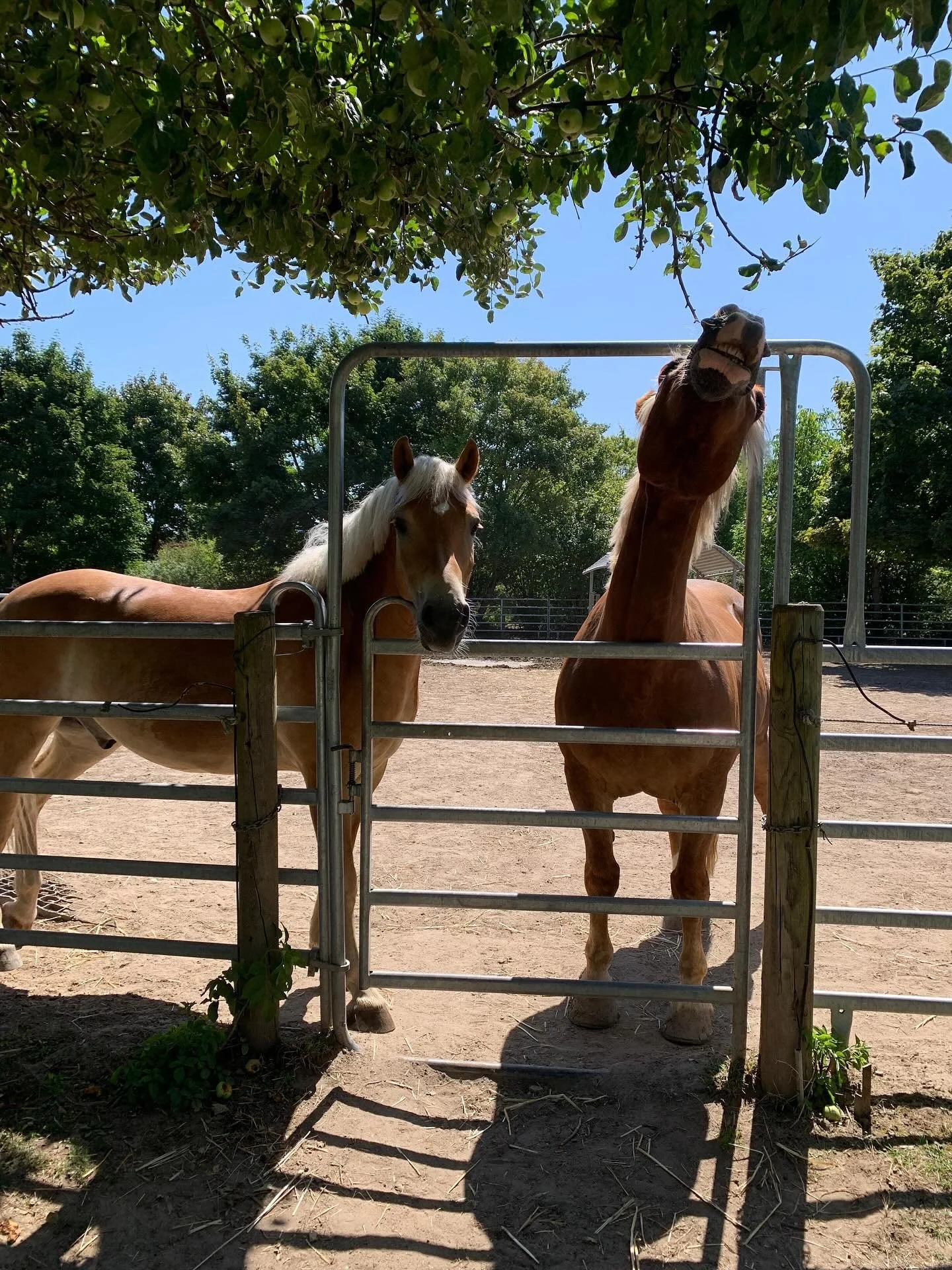 Unsere Pferde sind tags&uuml;ber in Herden auf unseren Koppeln. Sie genie&szlig;en die gemeinsame Zeit, aber abends k&ouml;nnen sie es trotzdem nicht erwarten wieder reingeholt zu werden. ☀️
#herde #koppel #therapiepferde #tierhaltung #haflinger #lud