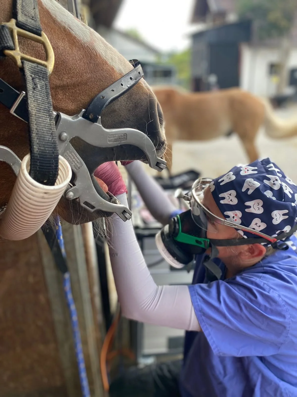 Heute hatten wir wieder Besuch von unserer Zahnfee @drkarinpalmer 
#pferdezahnarzt #tierarzt #therapiepferd #ludwigshafen #reiterhofkinderhilfe