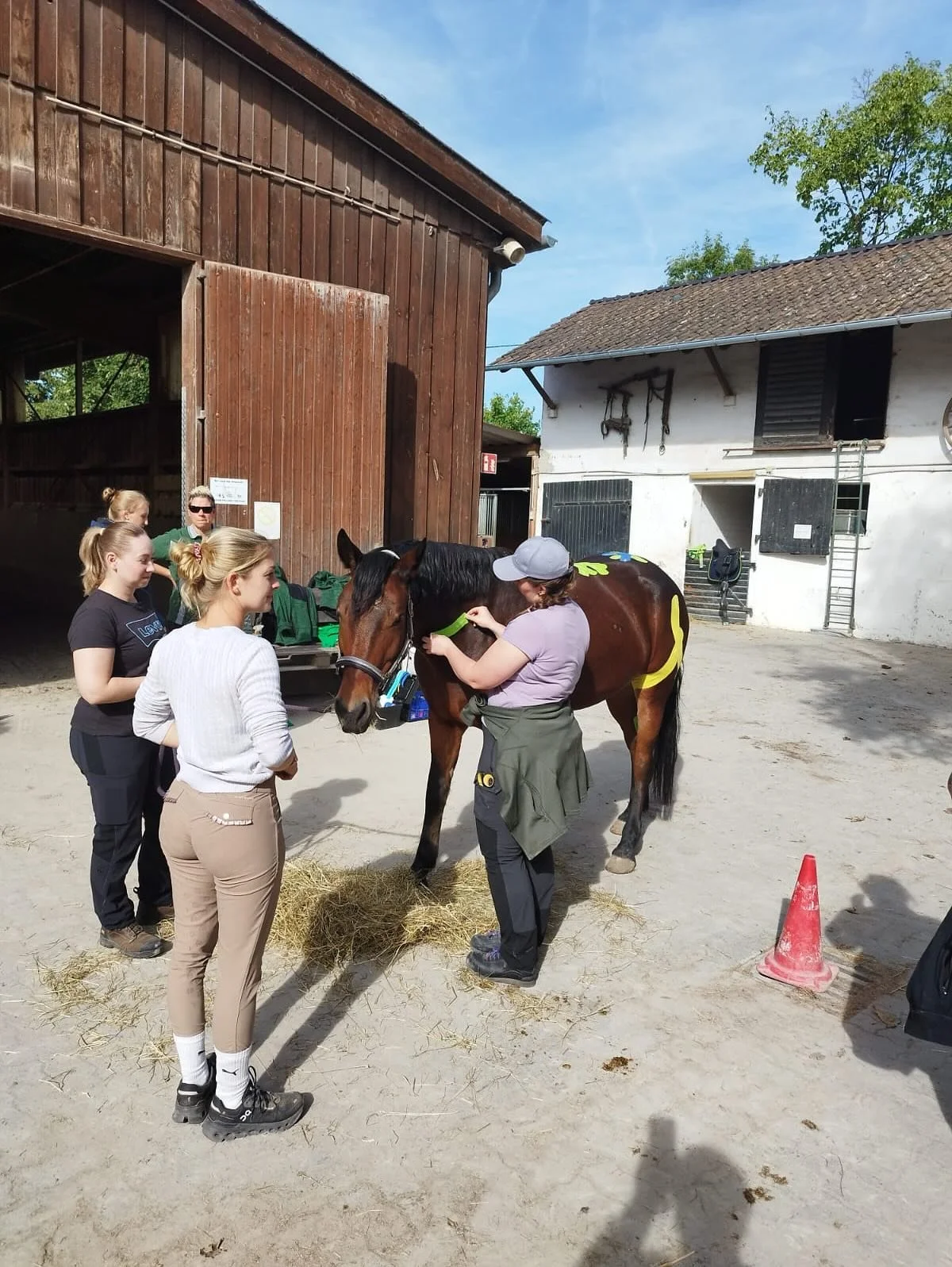 Am Wochenende fand wieder ein Kurs vom @ltz.lehrinstitut.zanger bei uns statt. Dieses Mal ging es um Taping bei Pferden. Unserer Vierbeiner haben den Kurs genossen und zeigten sich von ihrer besten Seite.
#therapiepferde #taping #ltzzanger #ludwigsha