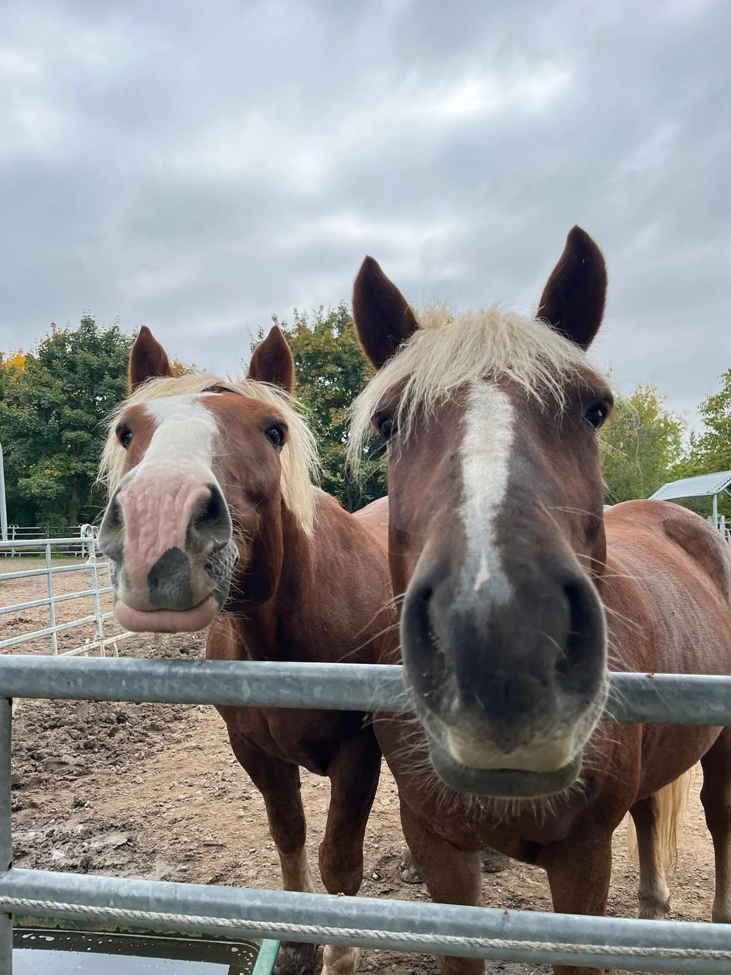 Bruno und Milan genie&szlig;en die Ferien. Ihr auch?
#bruno #milan #schwarzw&auml;lder #schwarzw&auml;lderfuchs #therapiepferde #ludwigshafen #reiterhofkinderhilfe