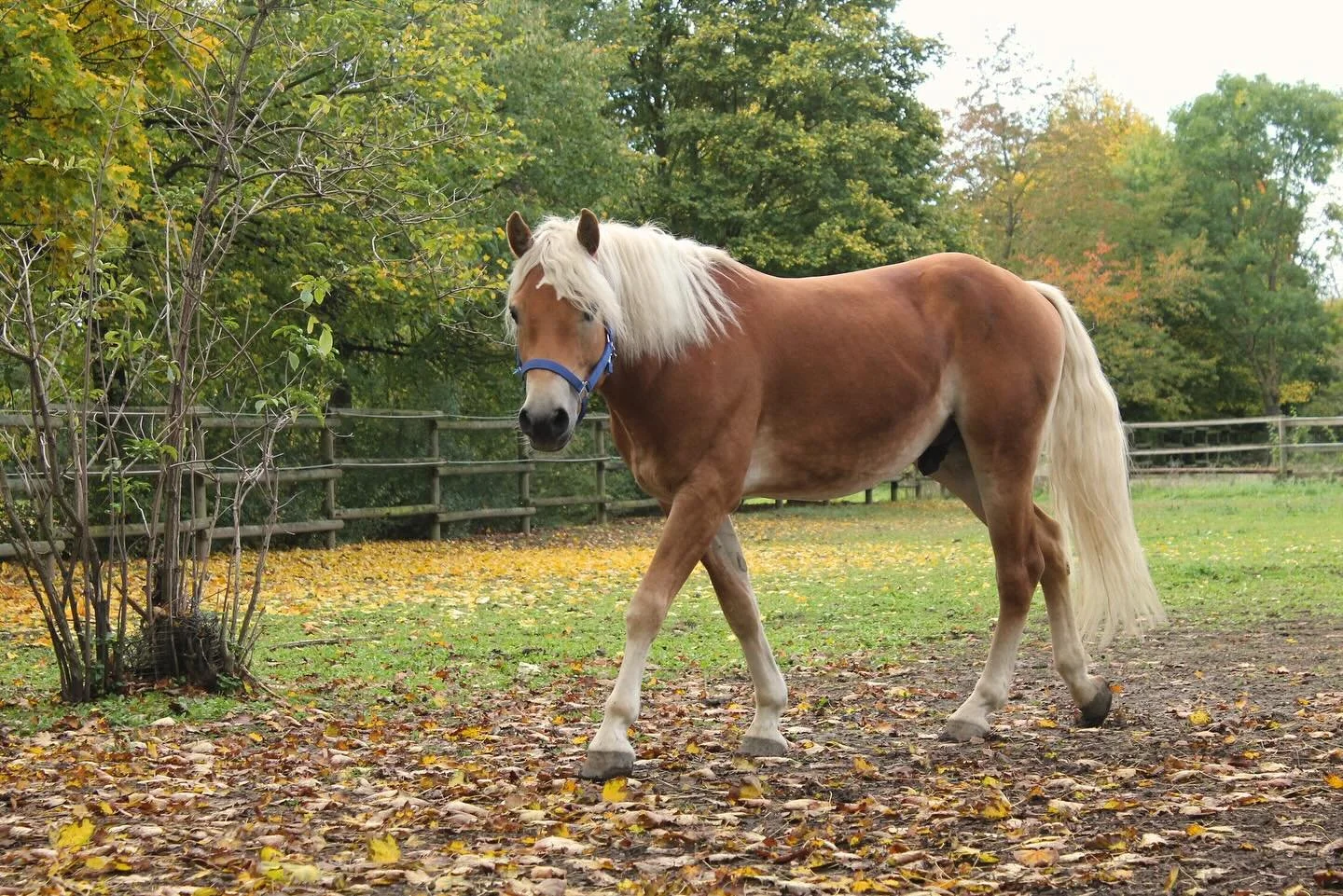 Herzlich Willkommen Winnie the Pooh!
Am vergangenen Sonntag zog der 4-j&auml;hrige Winnie the Pooh bei uns ein. Der Haflingerwallach ist aus dem Allg&auml;u zu uns gezogen und hat bereits erste Freunde gefunden.
In n&auml;chster Zeit bekommt er eine 