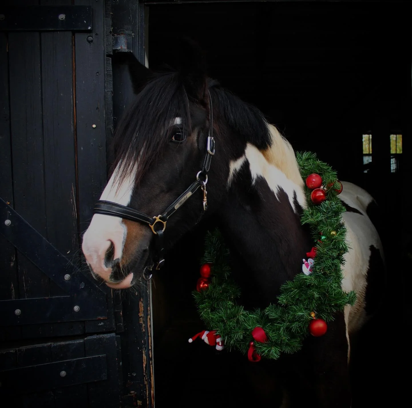 Wir w&uuml;nschen euch einen sch&ouml;nen Heiligabend, frohe Weihnachten und einen guten Rutsch ins neue Jahr! Genie&szlig;t die Feiertage 🎄
#duke #tinker #weihnachten #froheweihnachten #reiterhofkinderhilfe