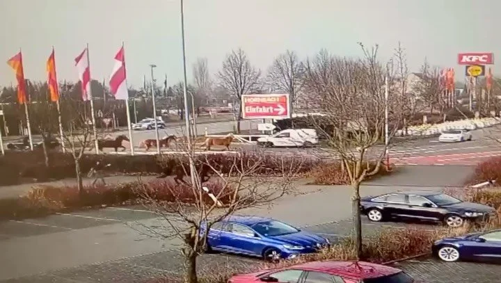 Eine unserer gr&ouml;&szlig;ten Sorgen ist wahr geworden.
Jemand hat mutwillig das Tor zu einer Koppel ge&ouml;ffnet und sechs Pferde liefen ins Gewerbegebiet. Zahlreiche Notrufe erreichten die Polizei. Unsere Pferde kennen viel, aber auch sie bekomm