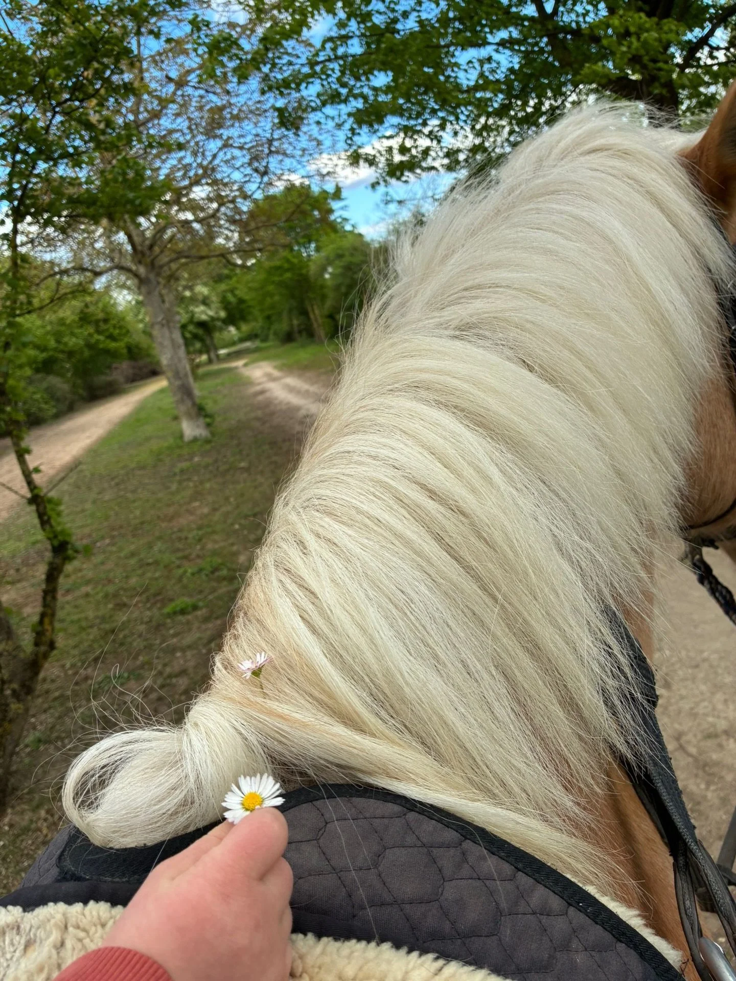 Hippotherapie drau&szlig;en macht einfach allen mehr Spa&szlig;. Und manchmal werden unsere Pferde dabei geschm&uuml;ckt 🥰
#hippotherapie #haflinger #drmotte #ludwigshafen #reiterhofkinderhilfe