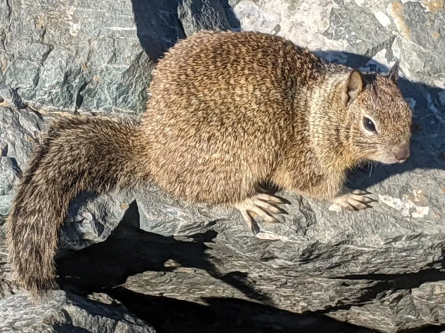 The squirrels fear nothing anymore.