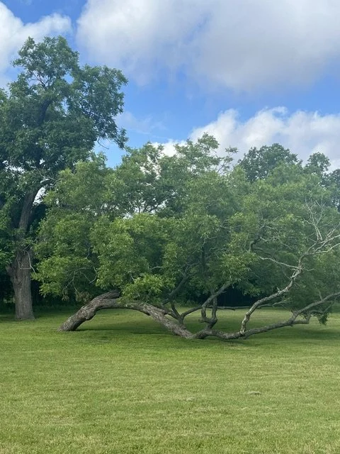 Ode to Trees