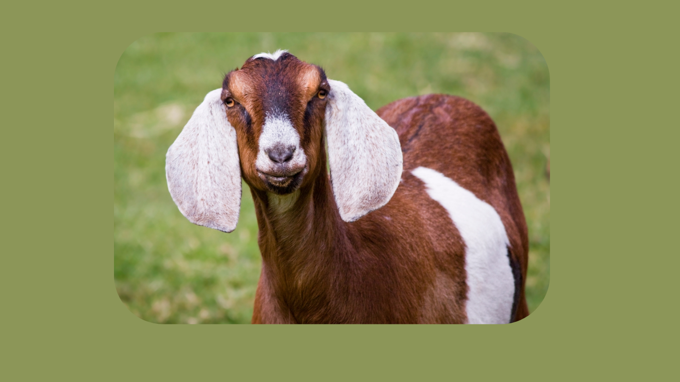 TRANSCENDENCE THROUGH GOATS