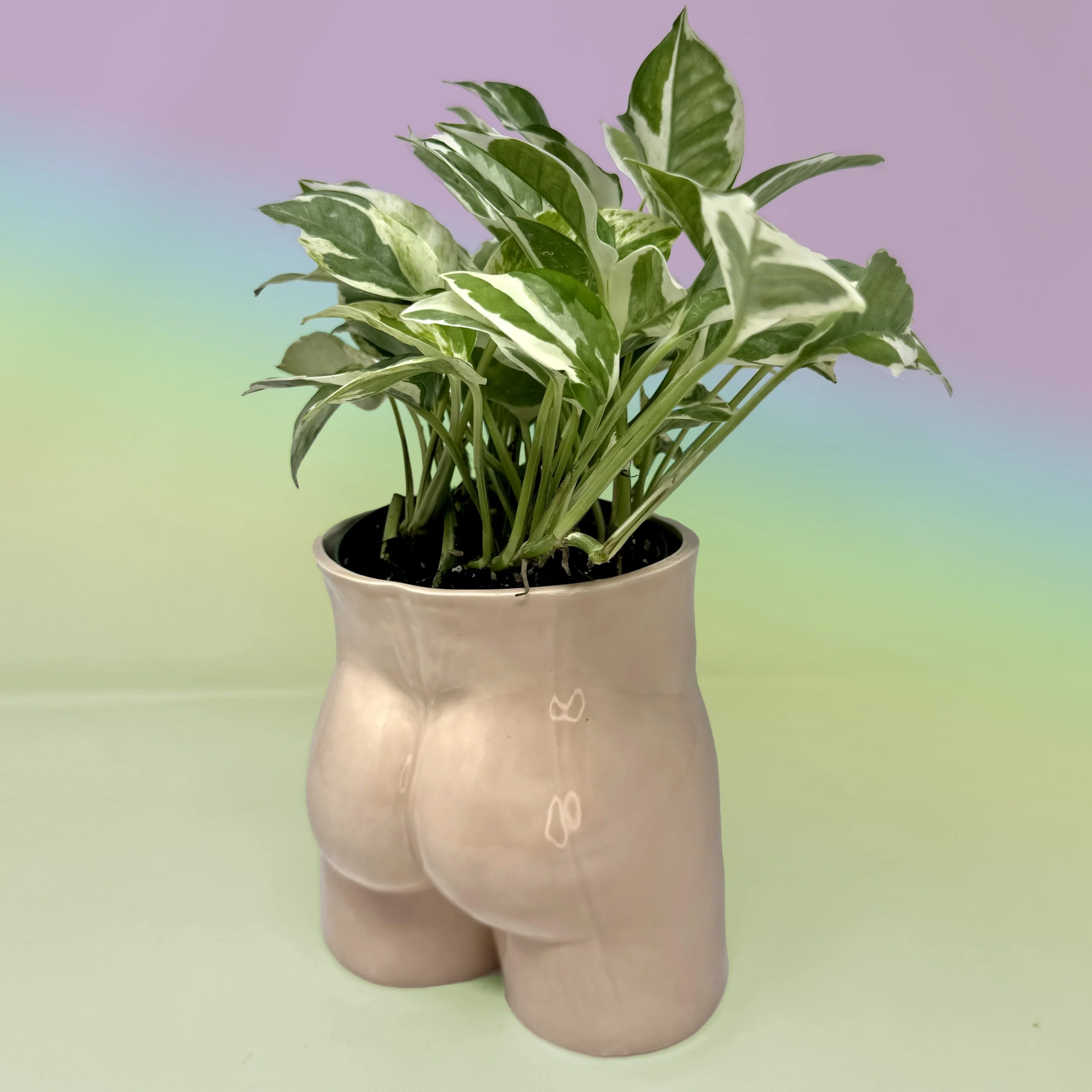 Boner Planters Back copy.jpg
