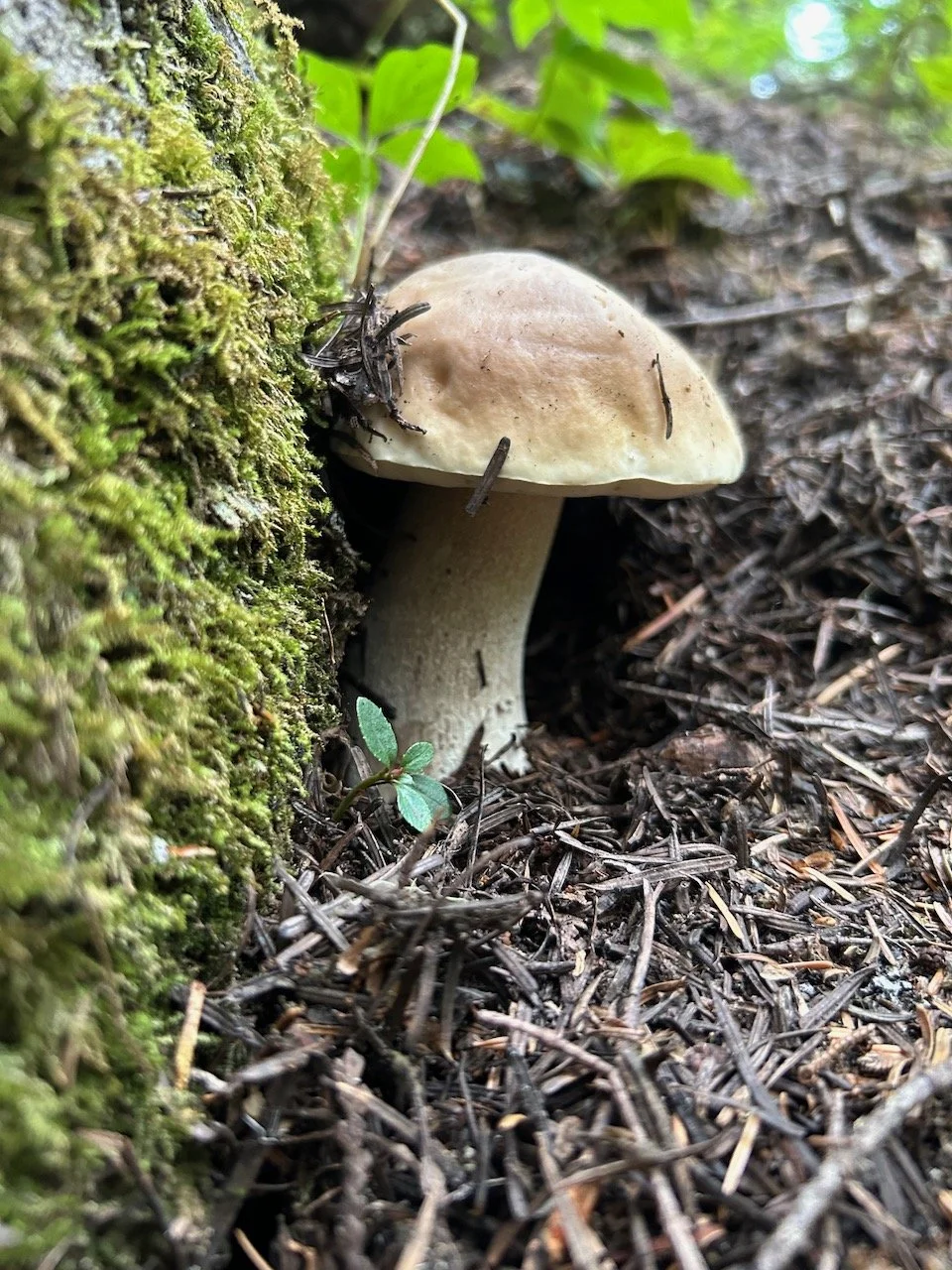 The Mycorrhizal Network: social networking as an experience