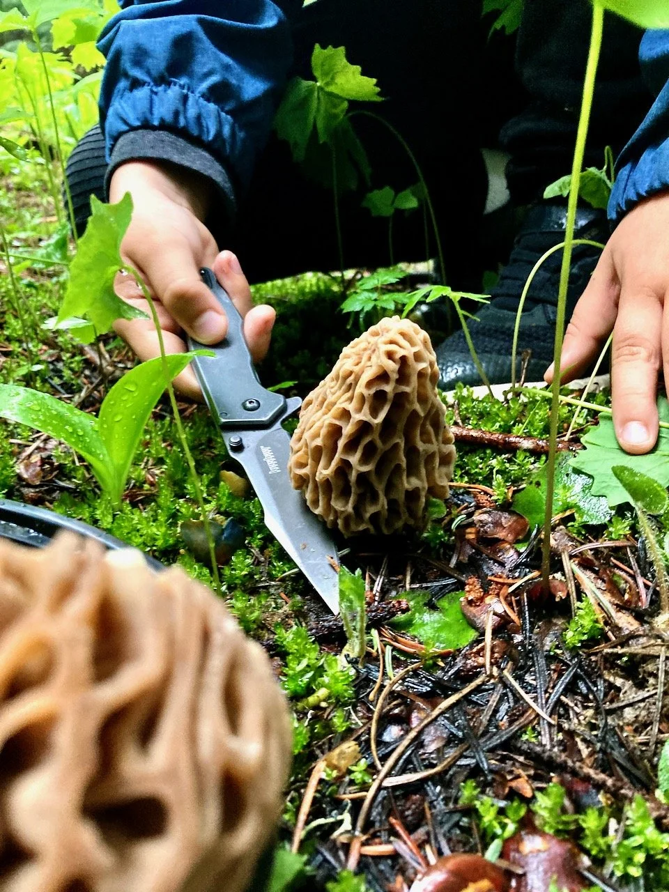 Morel Mushroom Madness