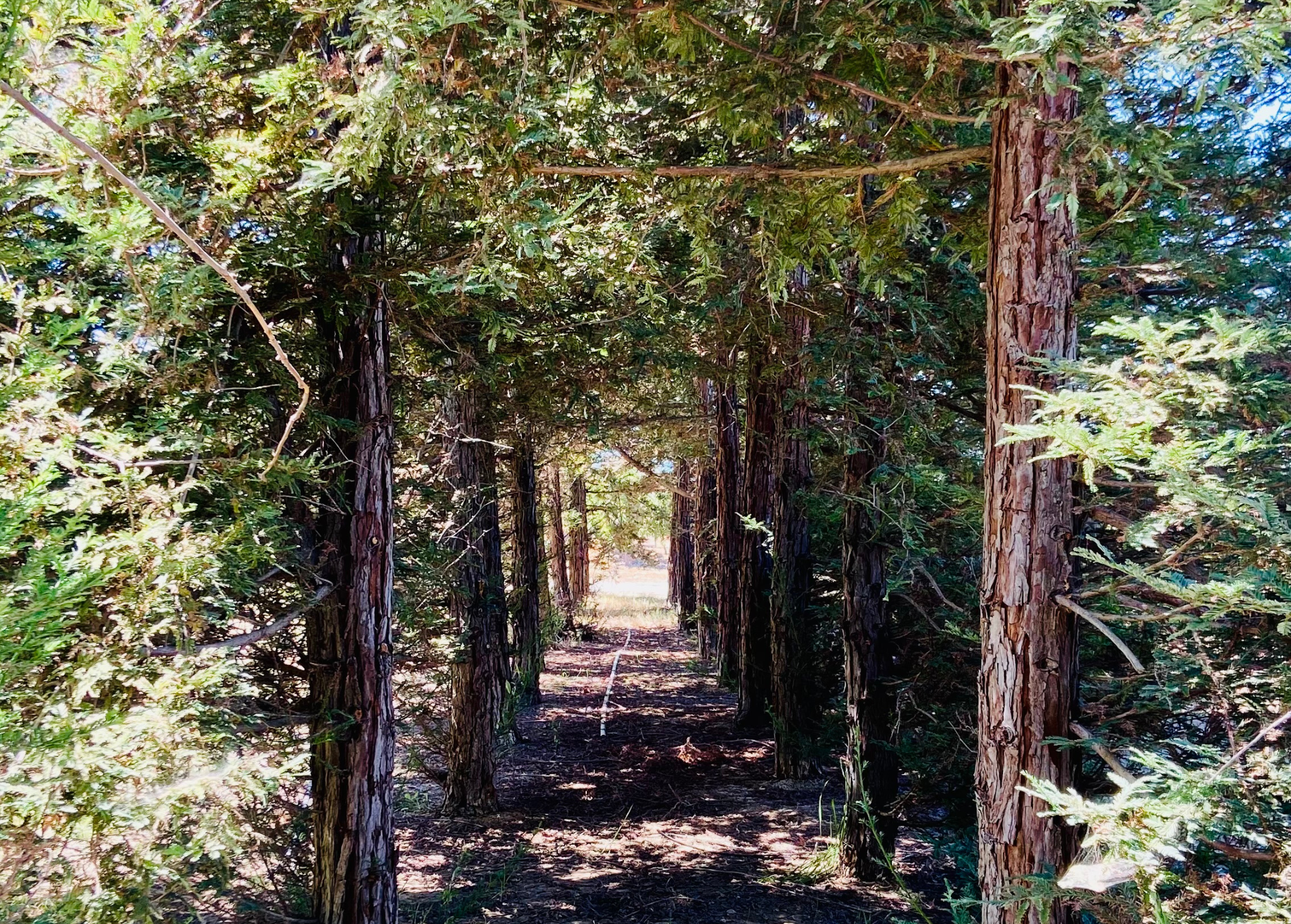 Magical forest walkway at Cherry Blossom Villa Northern California