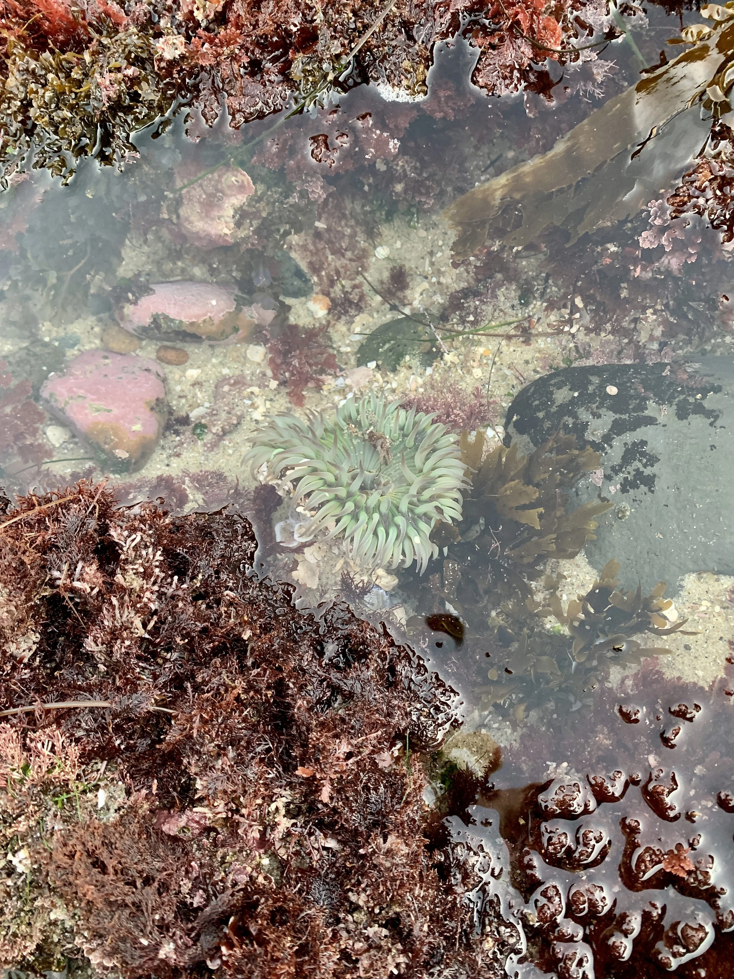 Rock Pool Inspiration