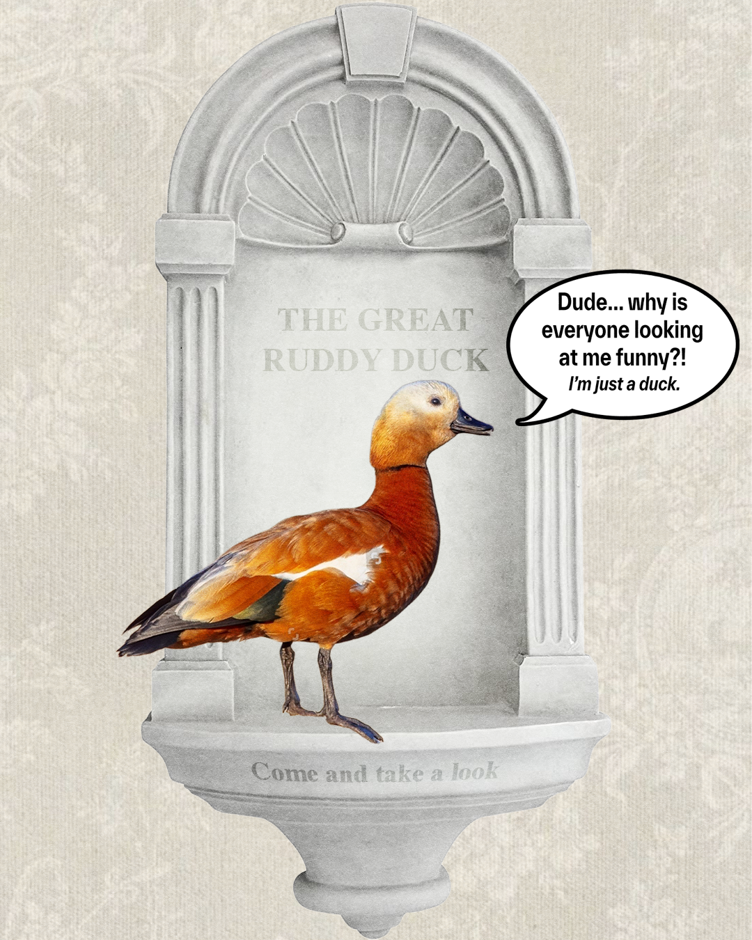 ruddy duck.png