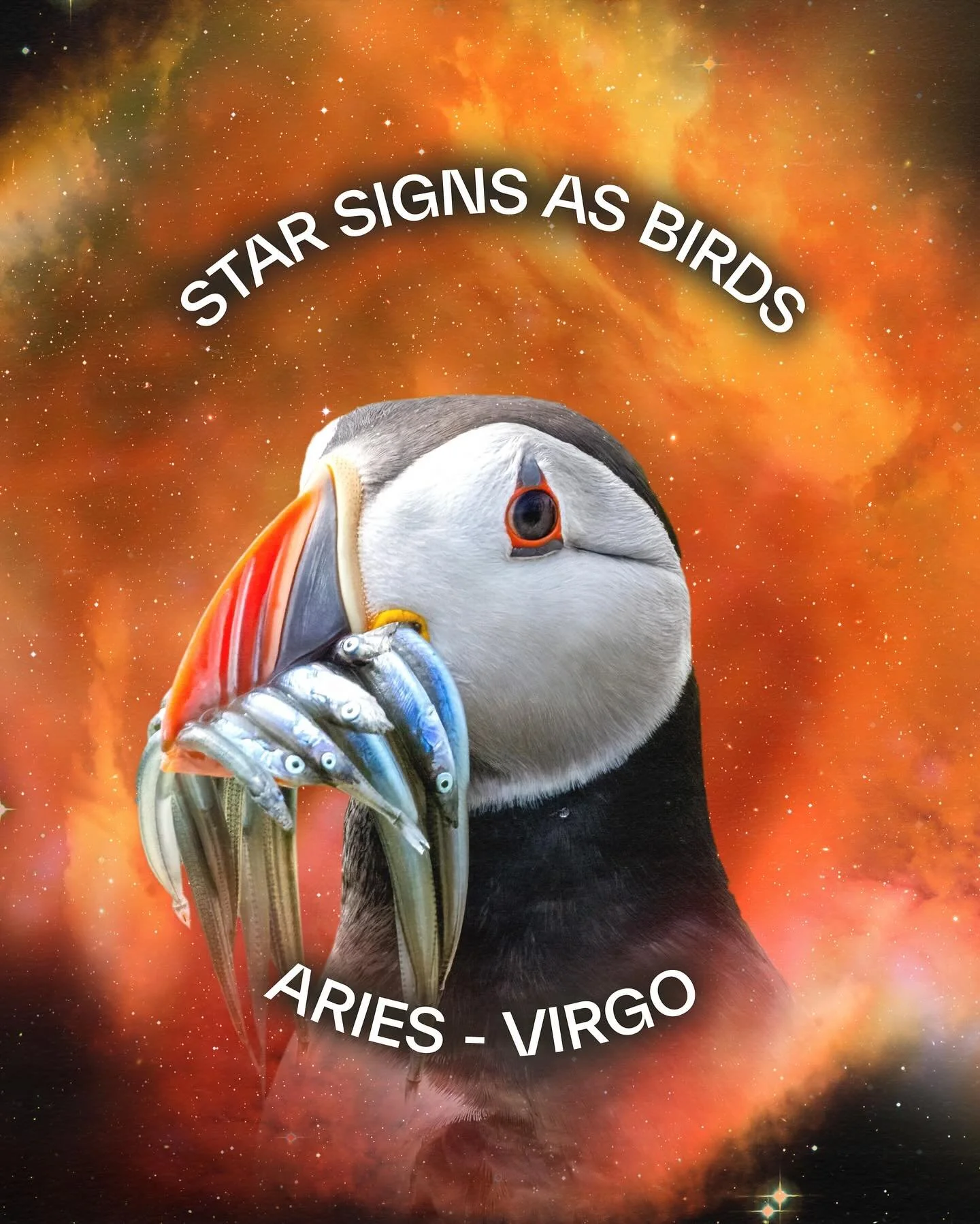 In a bit of a flap? Nature&rsquo;s back with your horoscope. This time it&rsquo;s a bird edition. Get your beak around this.