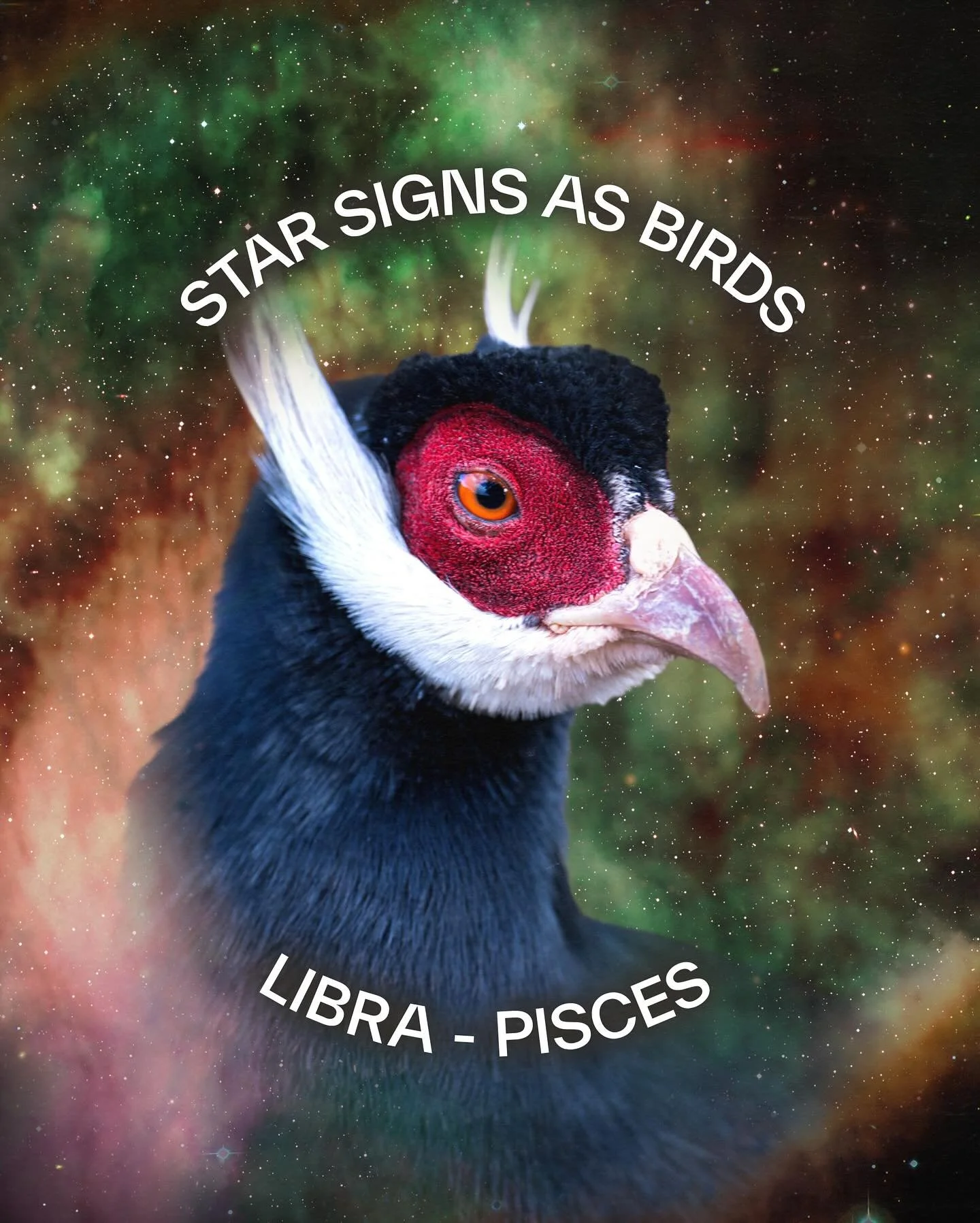 What&rsquo;s happening in the stars? Your bird edition horoscope will help you to beak-one your best, feathery self.