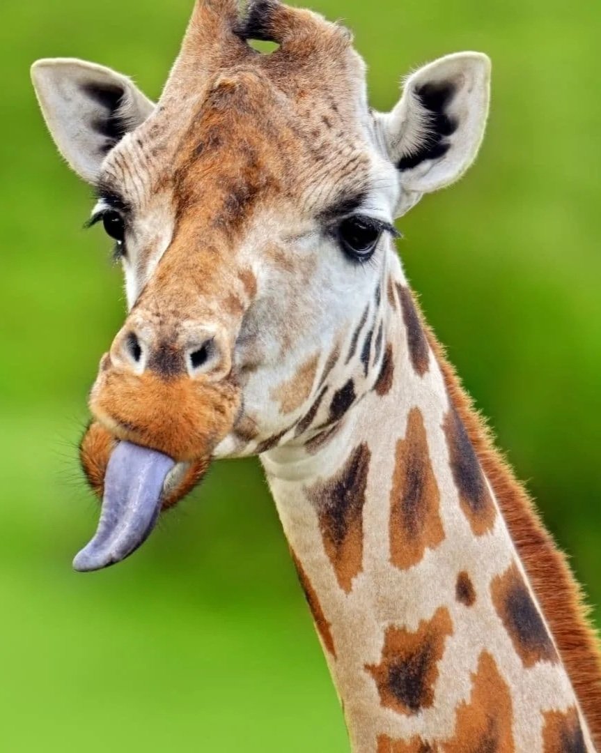 Giraffe_5.jpg