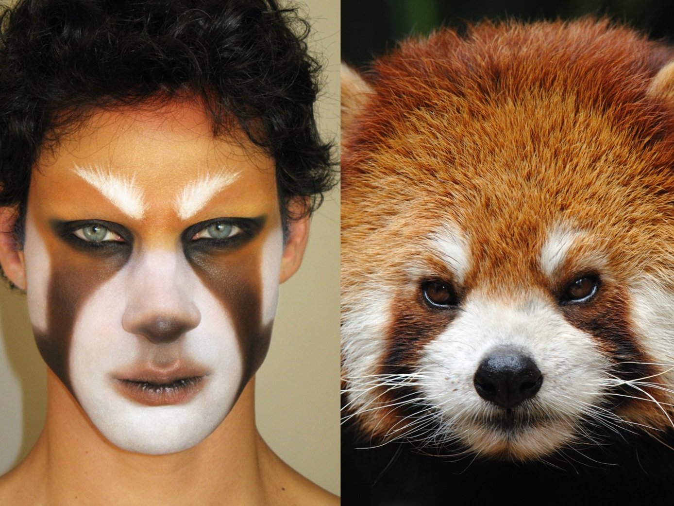 redpandafinal.jpg
