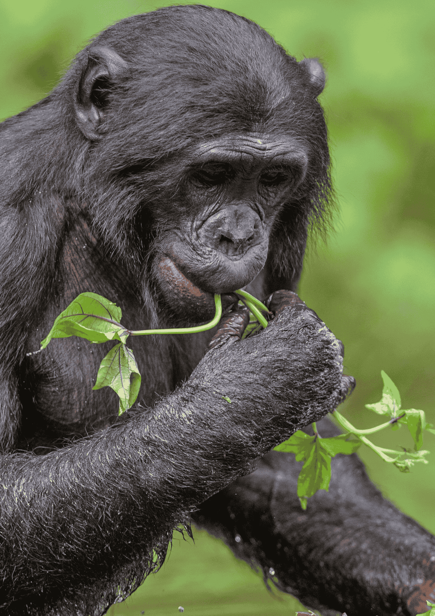 Bonobo
