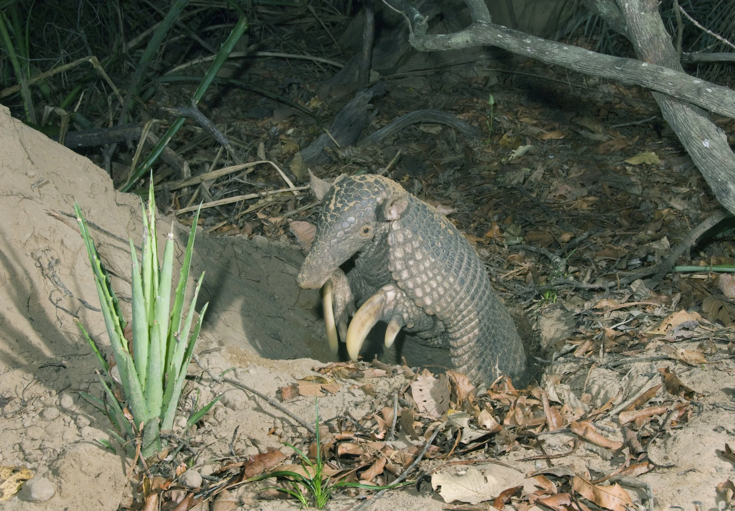 4 Obvious Signs You’re Nocturnal (welcome to the club)