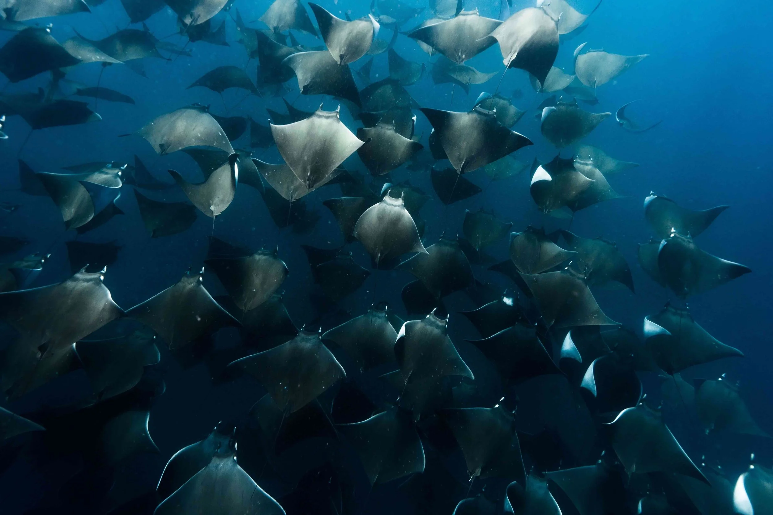 Many Mobula Rays