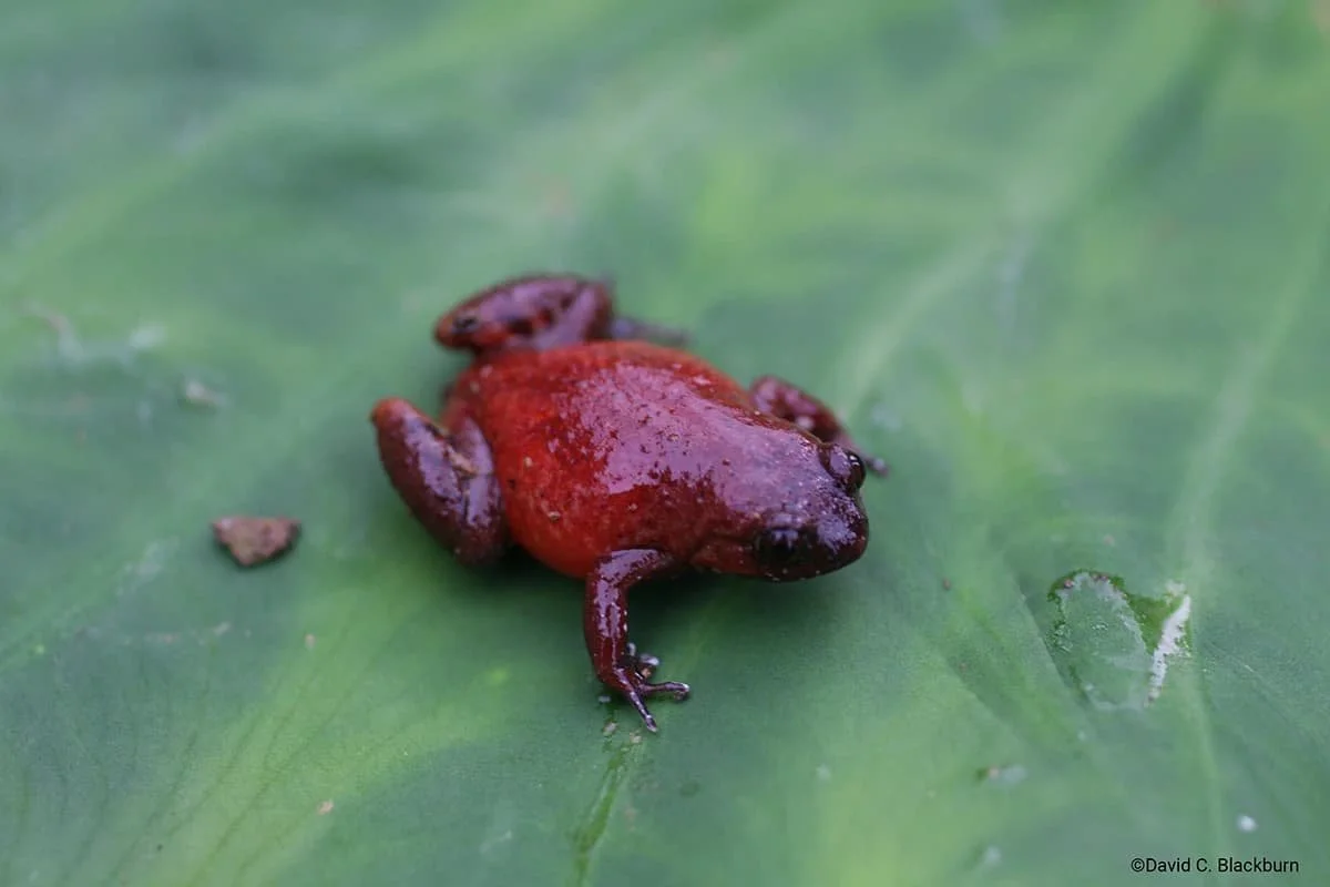 Amphibians on the edge