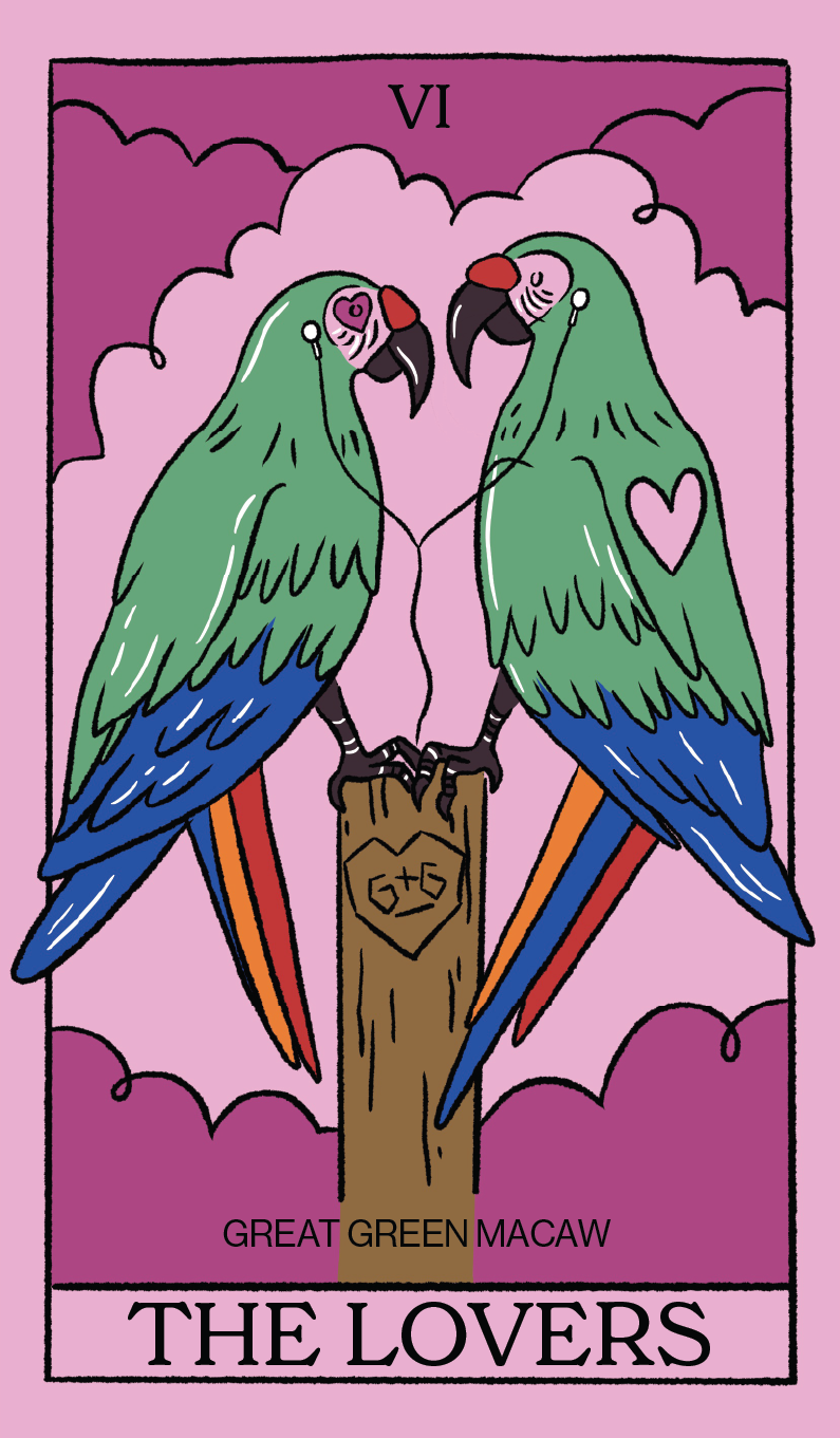 The Lovers card which highlights the Great Green Macaw.
