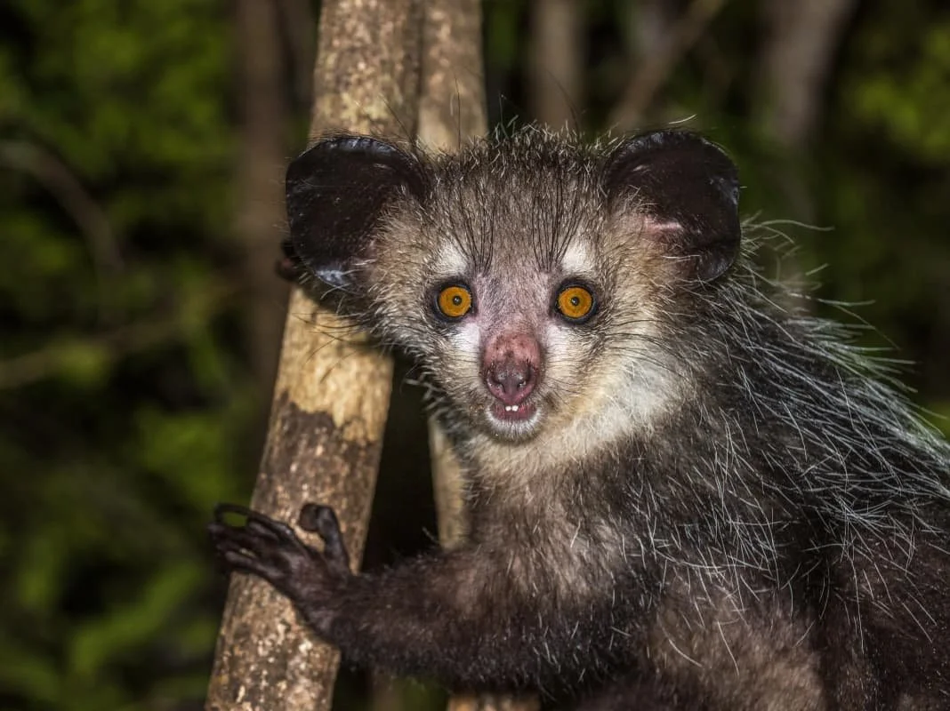 Aye-aye_-_FREE_shutterstock_640690300_ayeaye.jpg
