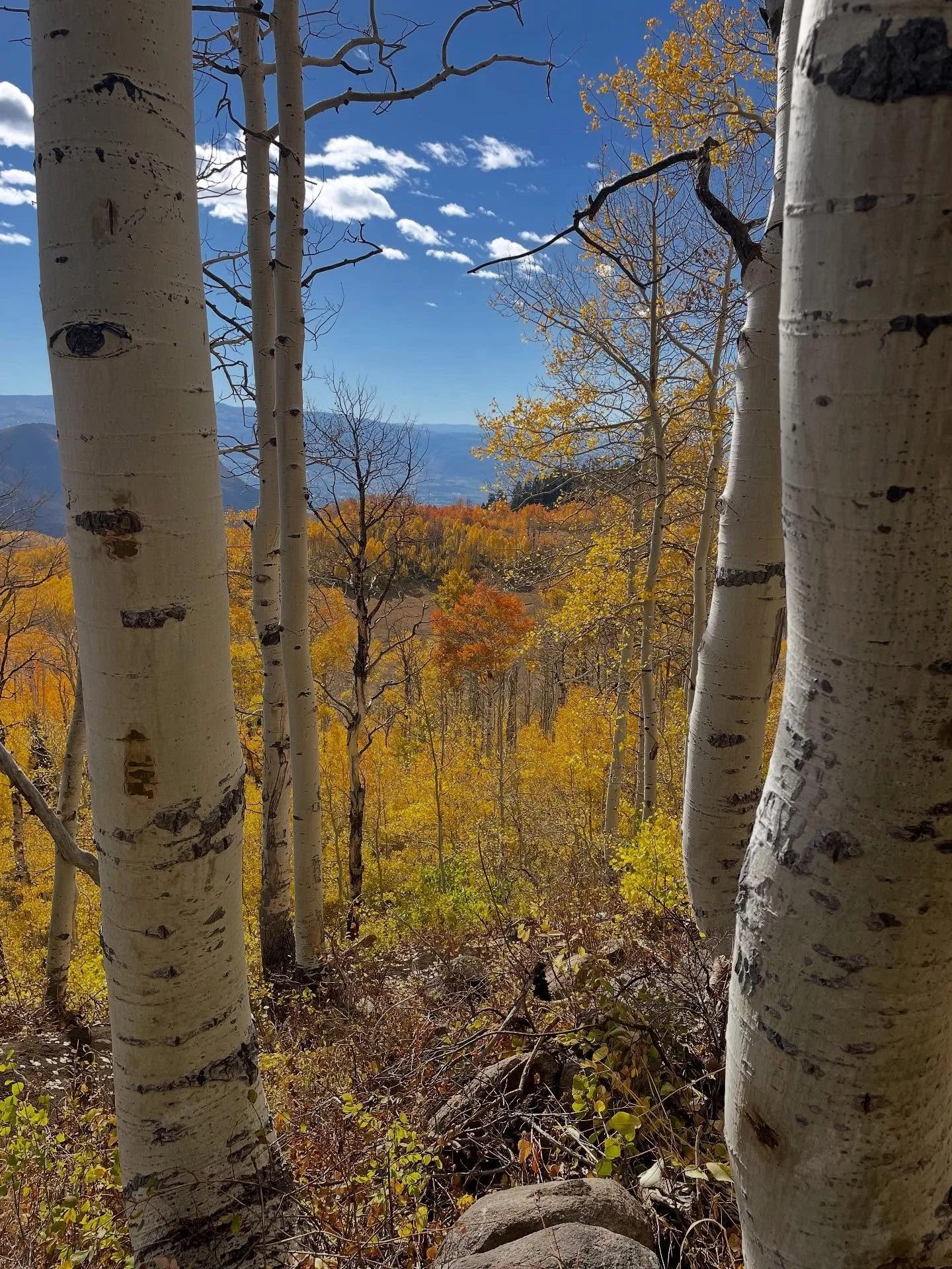 Last week Wasatch Trails Foundation and Mountain Trails Foundation leadership went for a little hike on the new WOW to Bonanza Loop Trail Connection (aka WOWZA and Tall T). This is a momentous walk for us as this project was not without its challenge