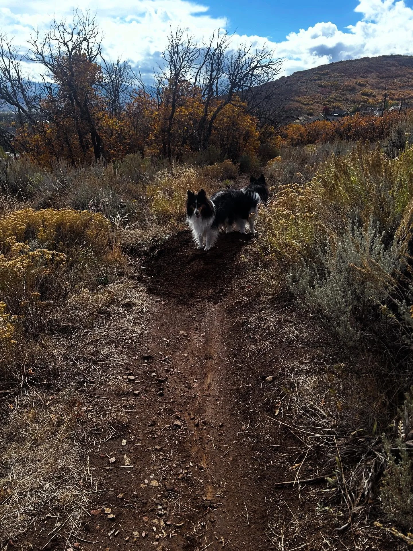 🚨FRIDAY October 10th:
It is 4:00p and conditions in Dutch are hit or miss. Trails are nearly rideable but sloppy in some areas. As long as the rain holds off riding will be decent. PLEASE remember to ride through the MIDDLE of puddles to prevent tra
