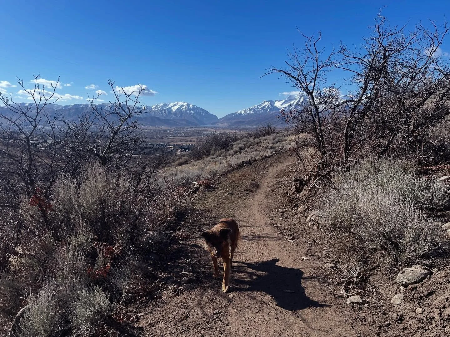 🚧 TRAIL STATUS 🚧 Today may be the last day for a while to ride regular MTB on JRTS behind UVU 🤞 With the weather coming in we hope that it will be too muddy and snowy in the upcoming weeks! Variable conditions exist on our groomed fat bike trails 