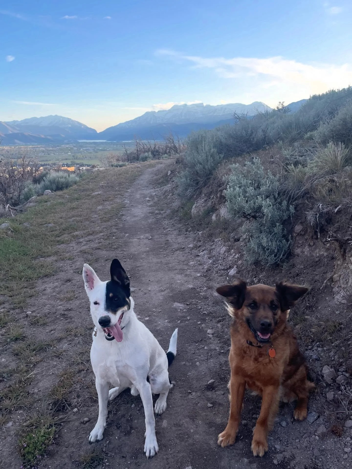 Trails are in great shape! Get out for a cruise with a pal🐶