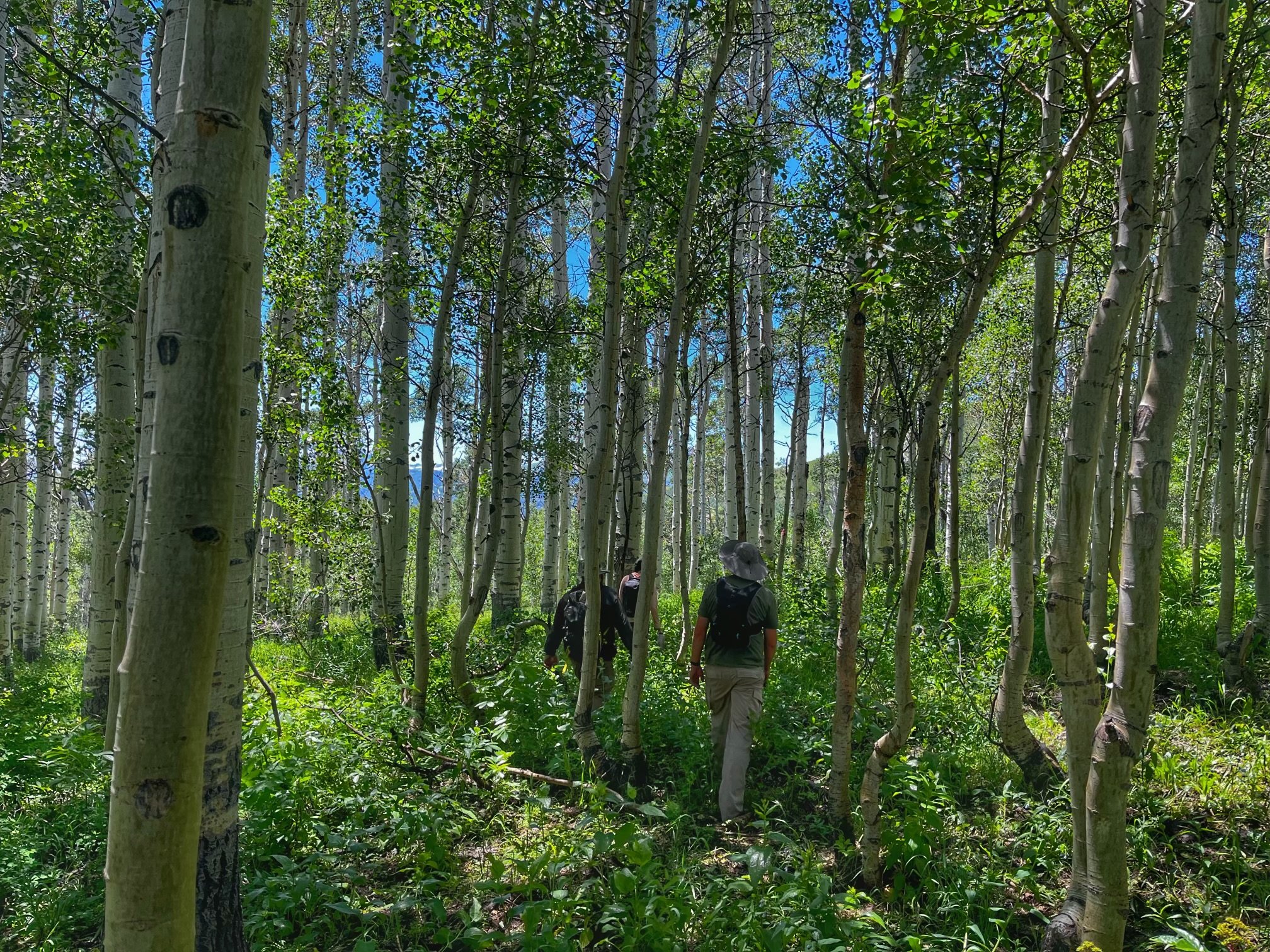 People hiking through a lush green forest with tall, slender trees under a clear blue sky.