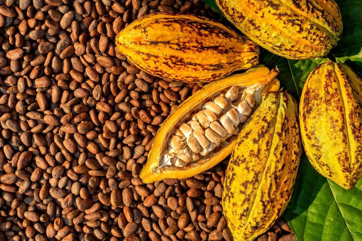 Cacao ivoirien : la Côte d’Ivoire lance la certification ARS 1000 pour un cacao 100 % durable et traçable