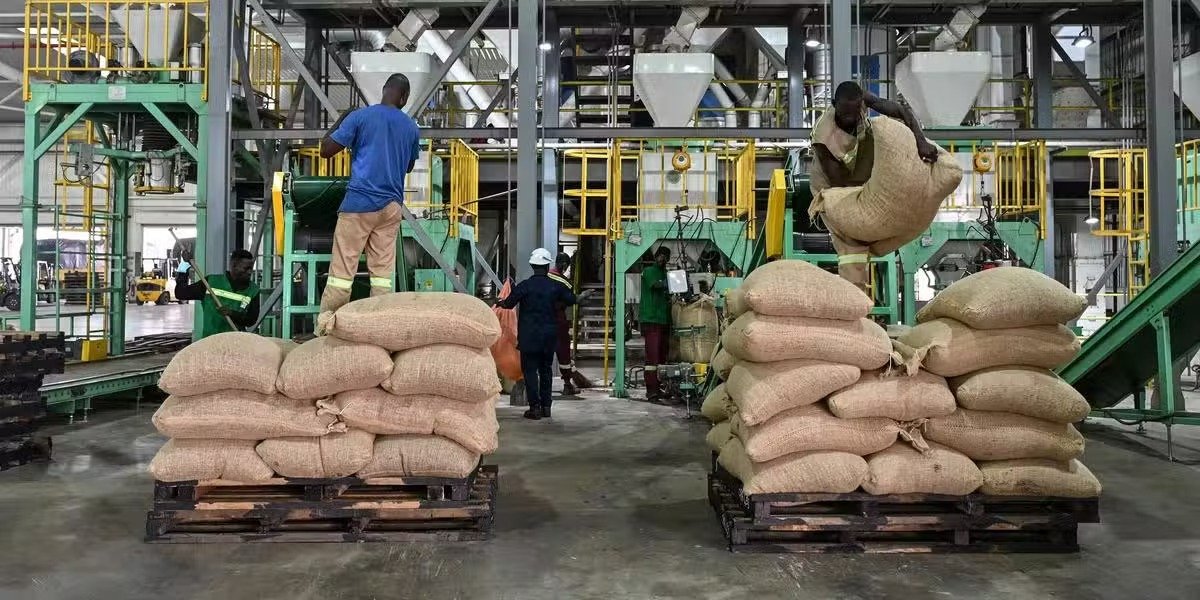 Côte d’Ivoire : l’État lance le rachat de 130 000 tonnes de cacao pour soulager les producteurs